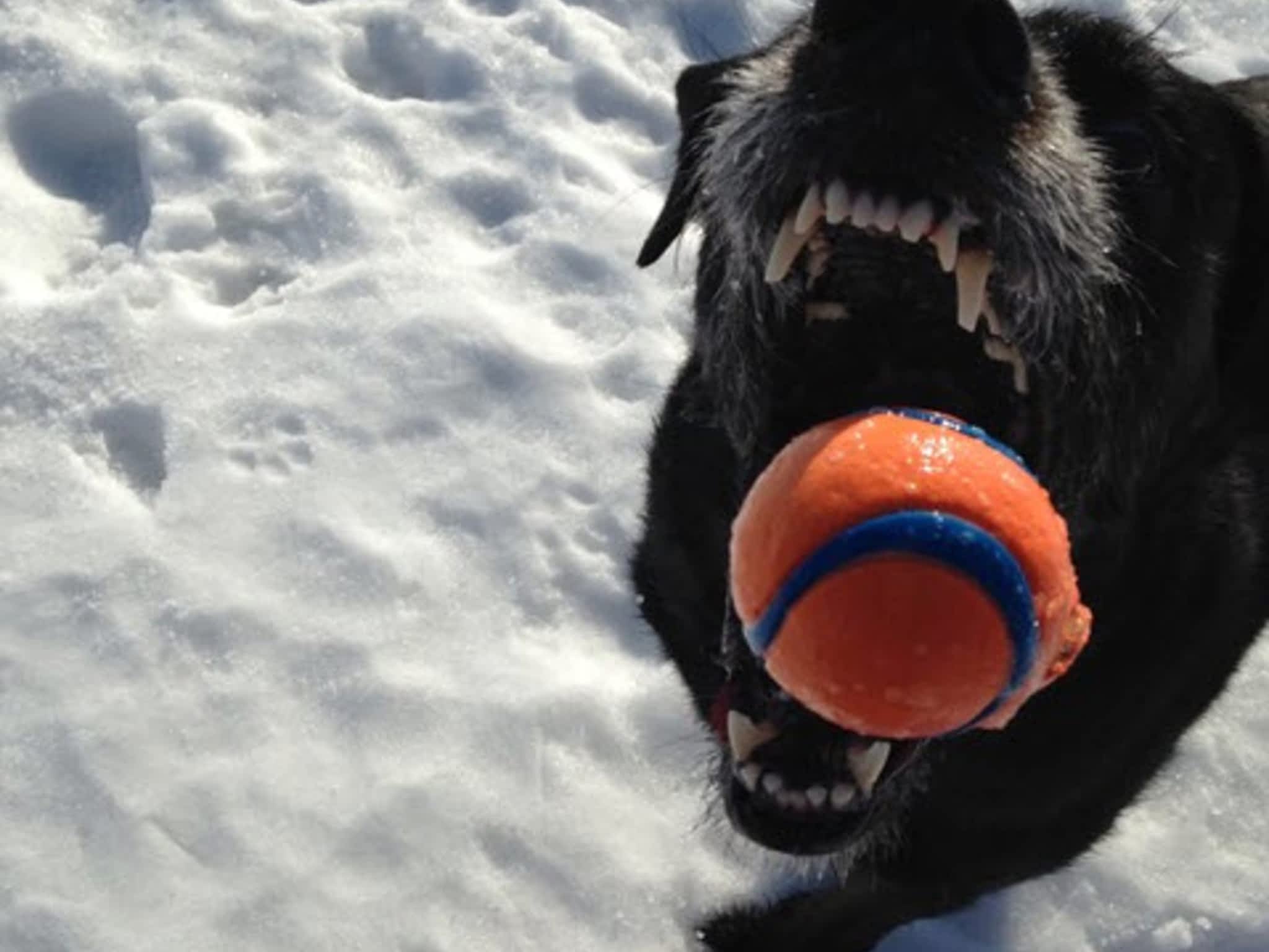 photo Mountain Bound Hounds