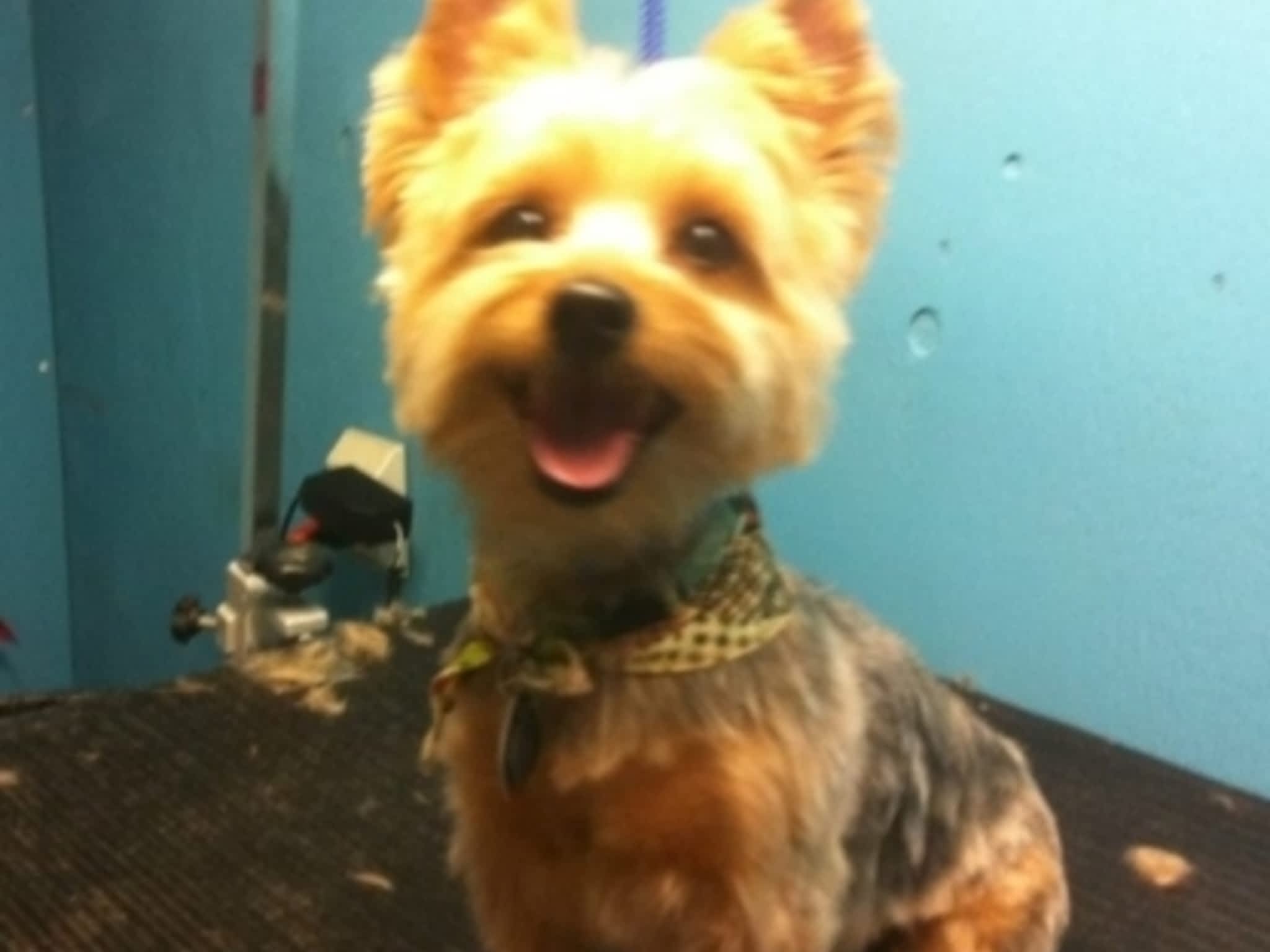 photo Toilettage Bionimo