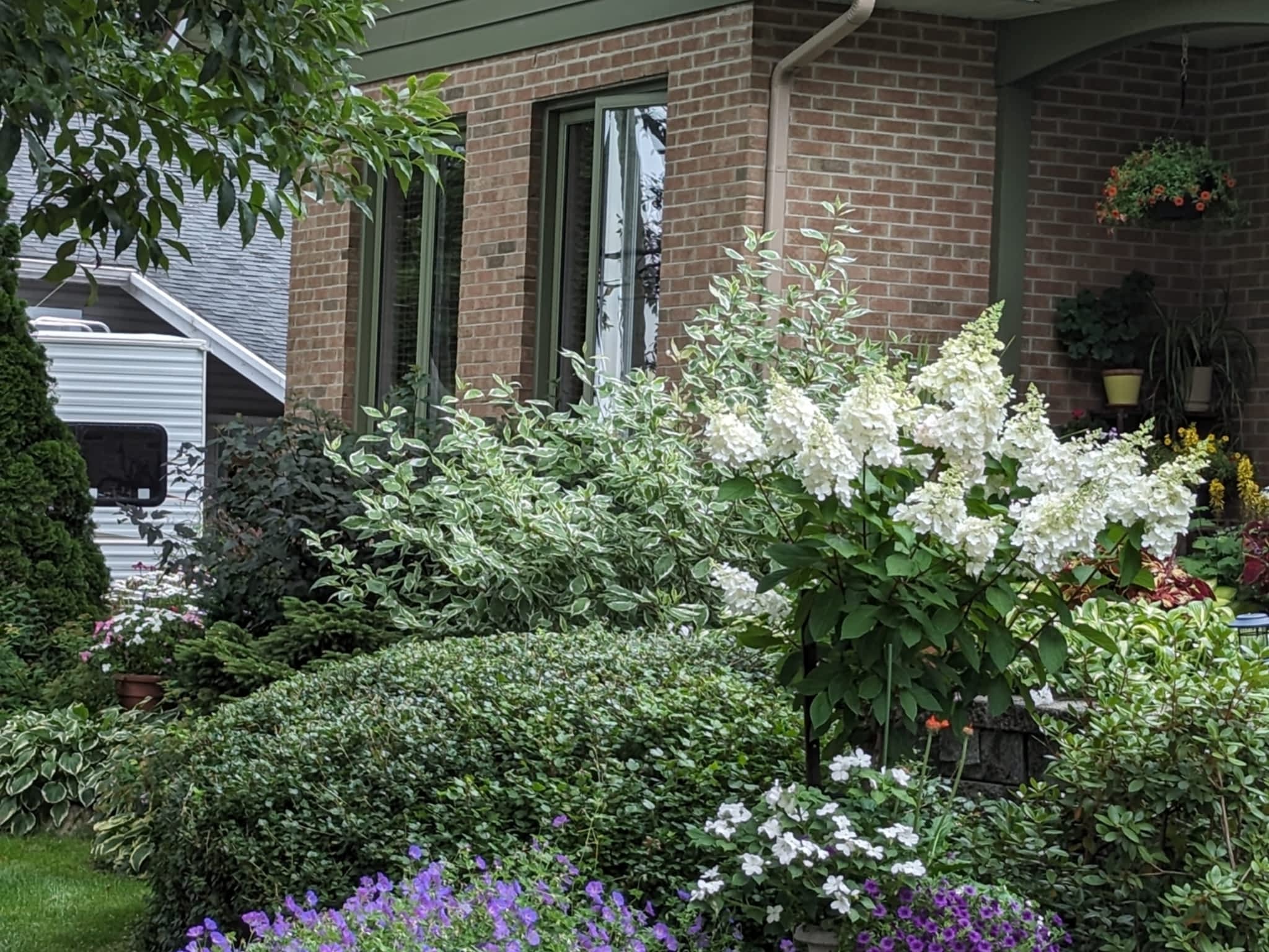 photo L'Effeuilleuse