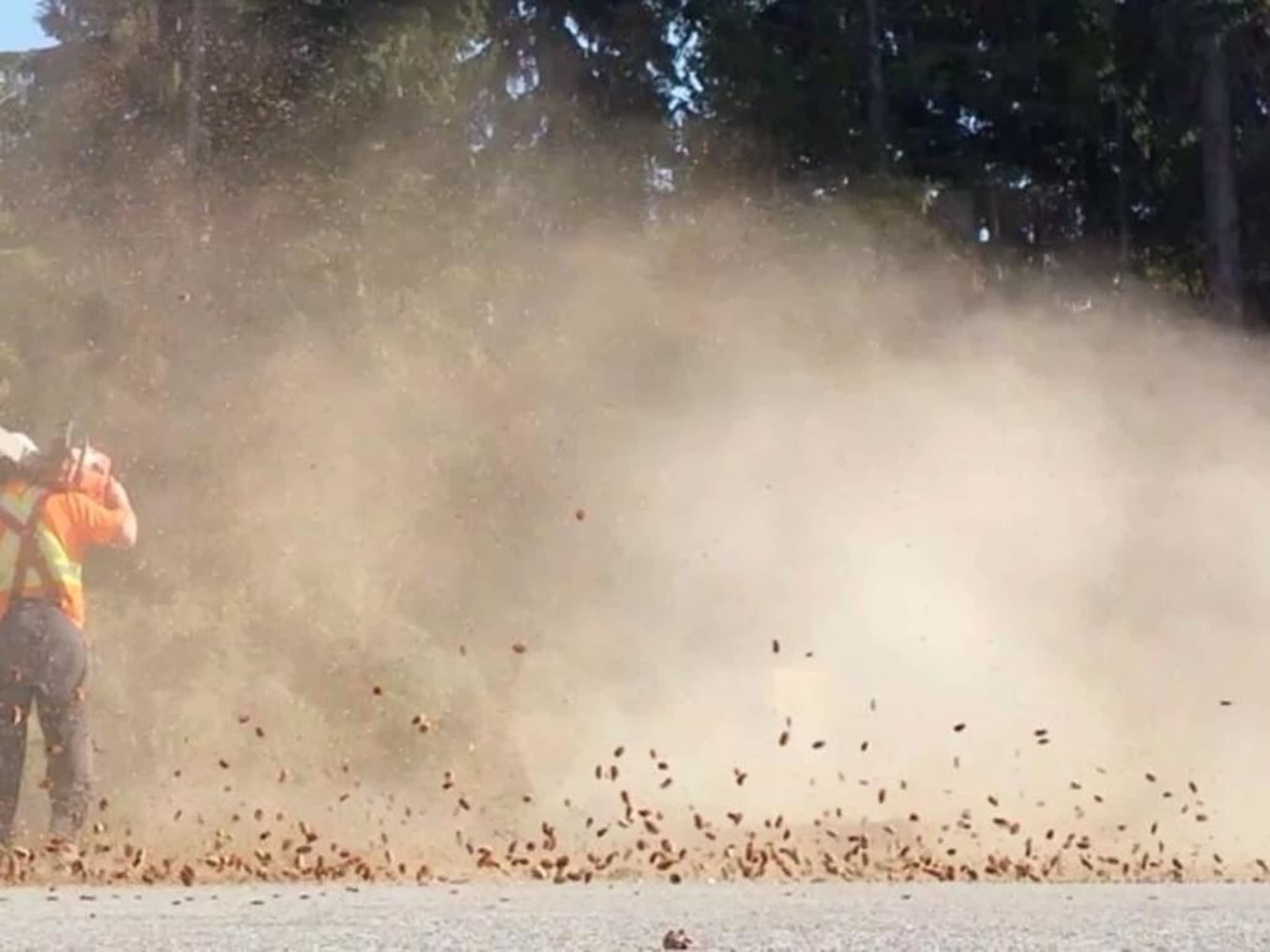 photo Windfirm Tree Services