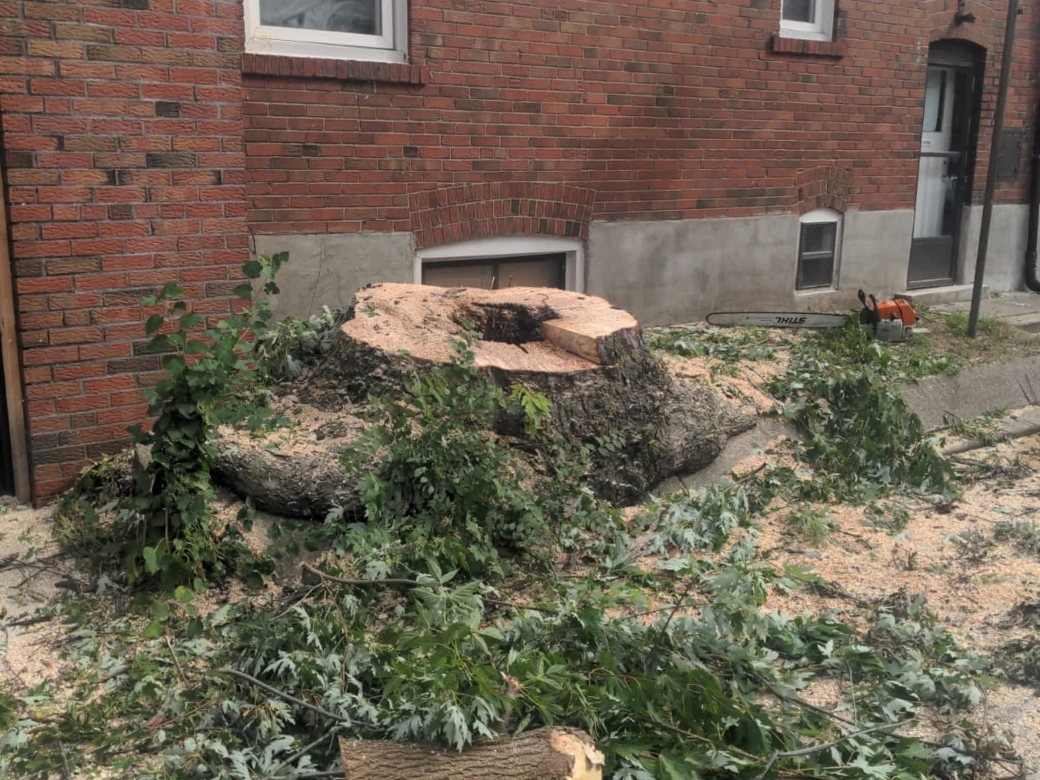 photo Toronto Tree Removal