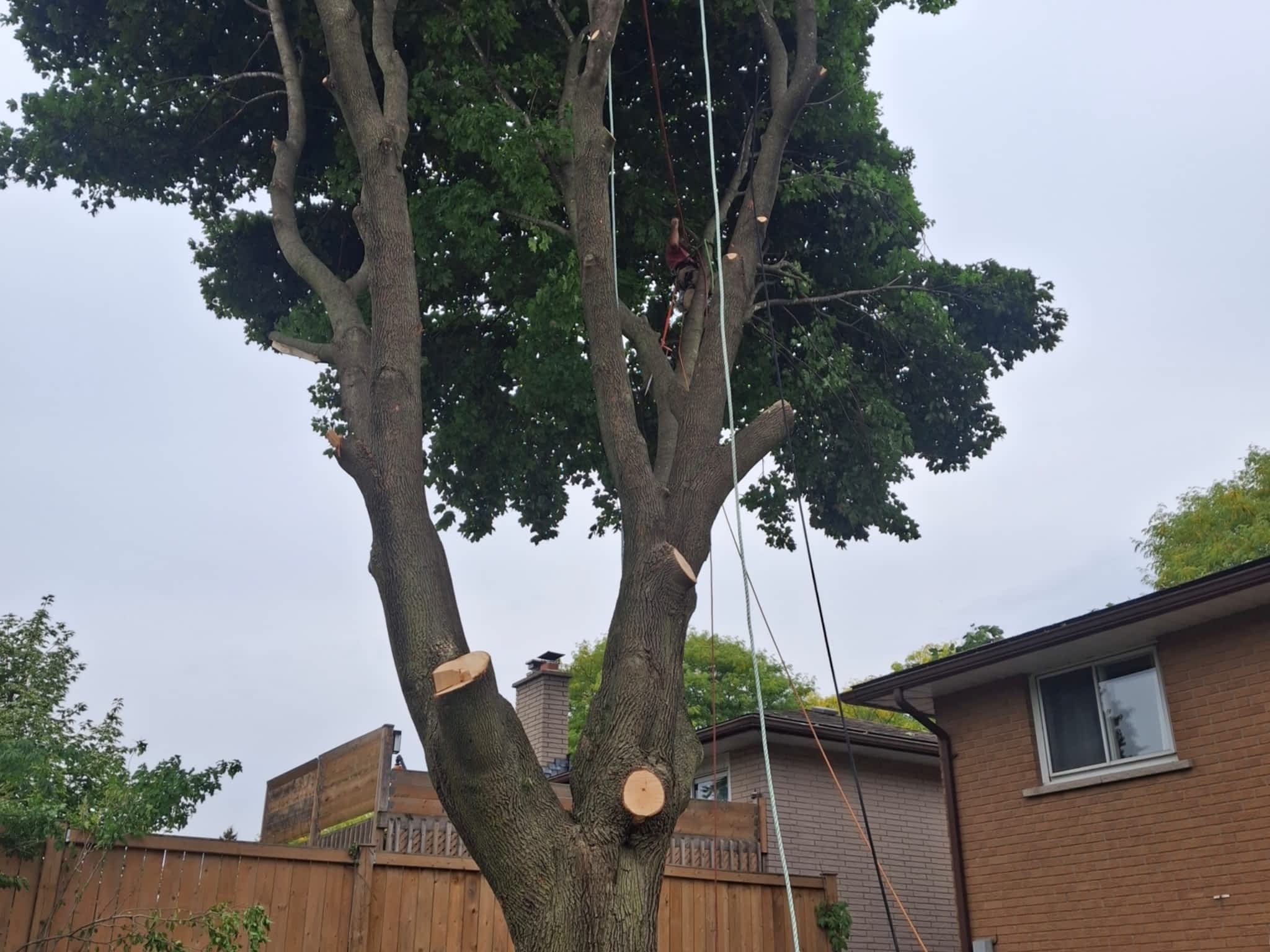 photo Kipfer Tree Service