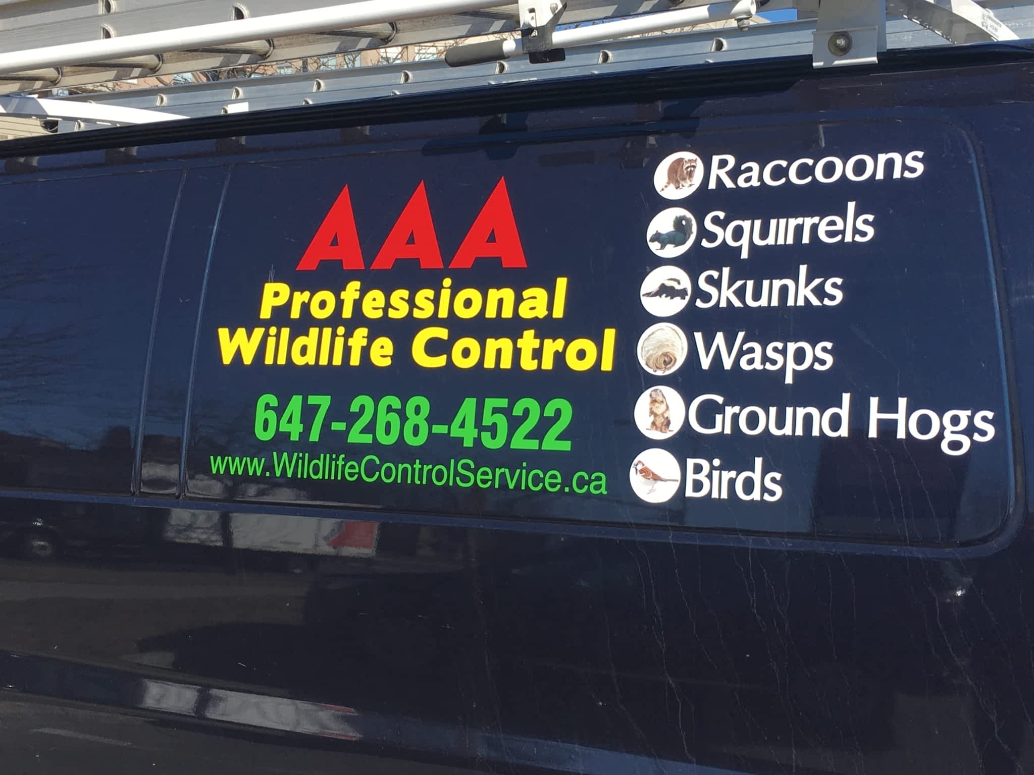 photo AAA Professional Wildlife Control