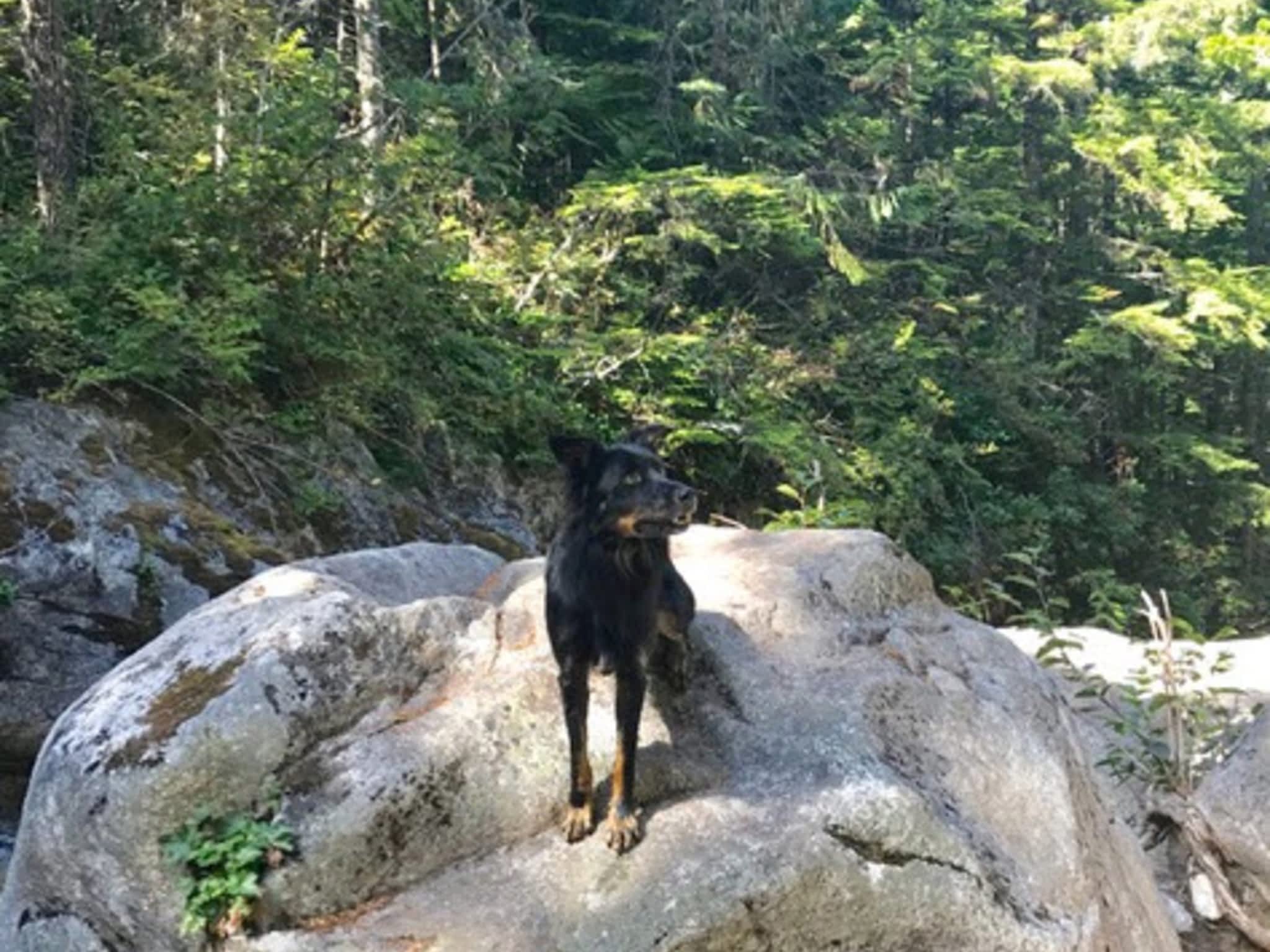 photo Mountain Bound Hounds