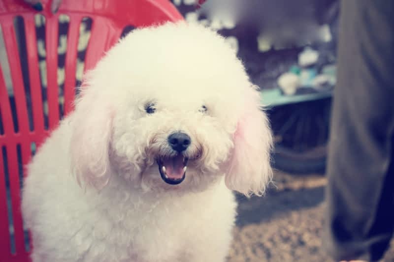 Poodle parlor best sale near me