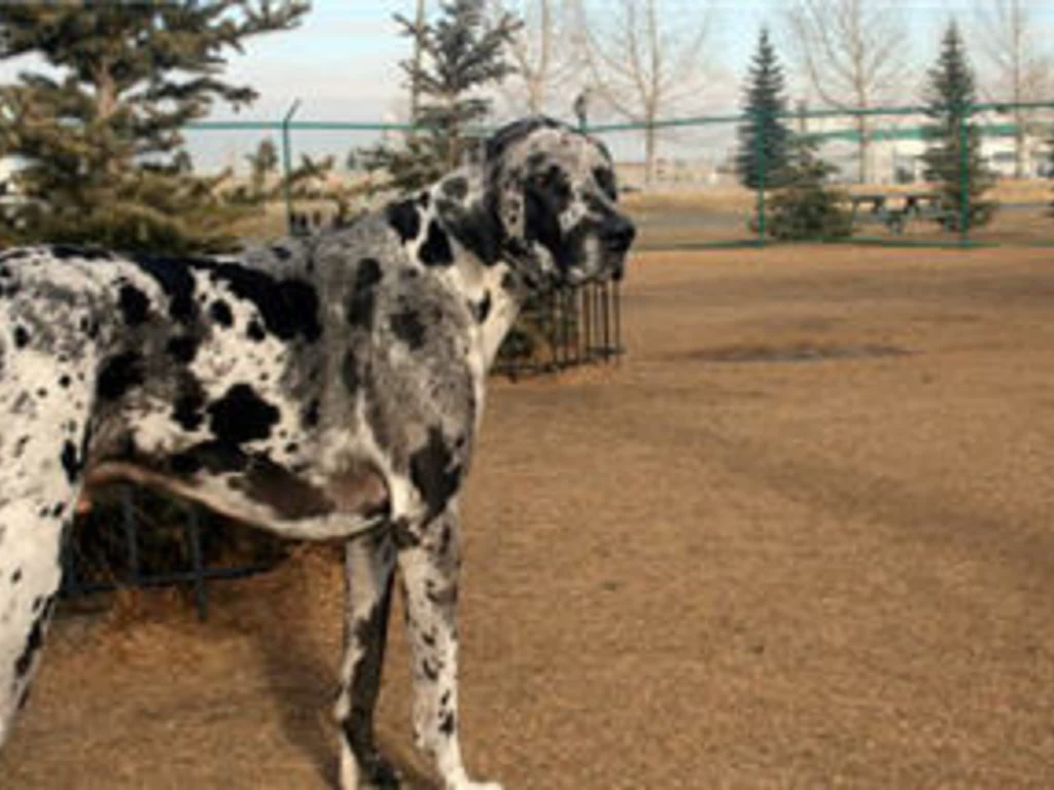 photo Springbank Pet Resort