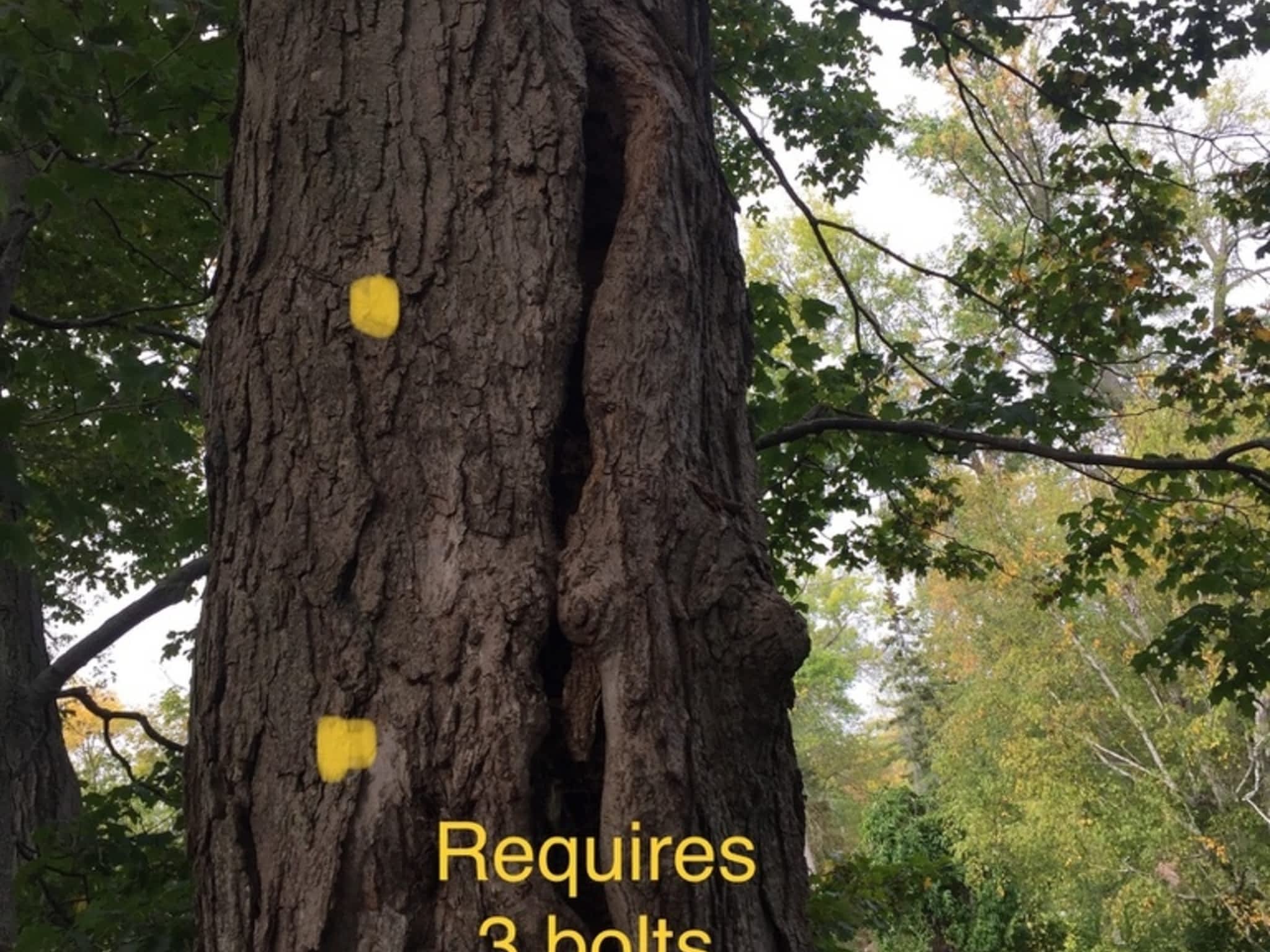 photo Zen Tree Care Consulting Inc