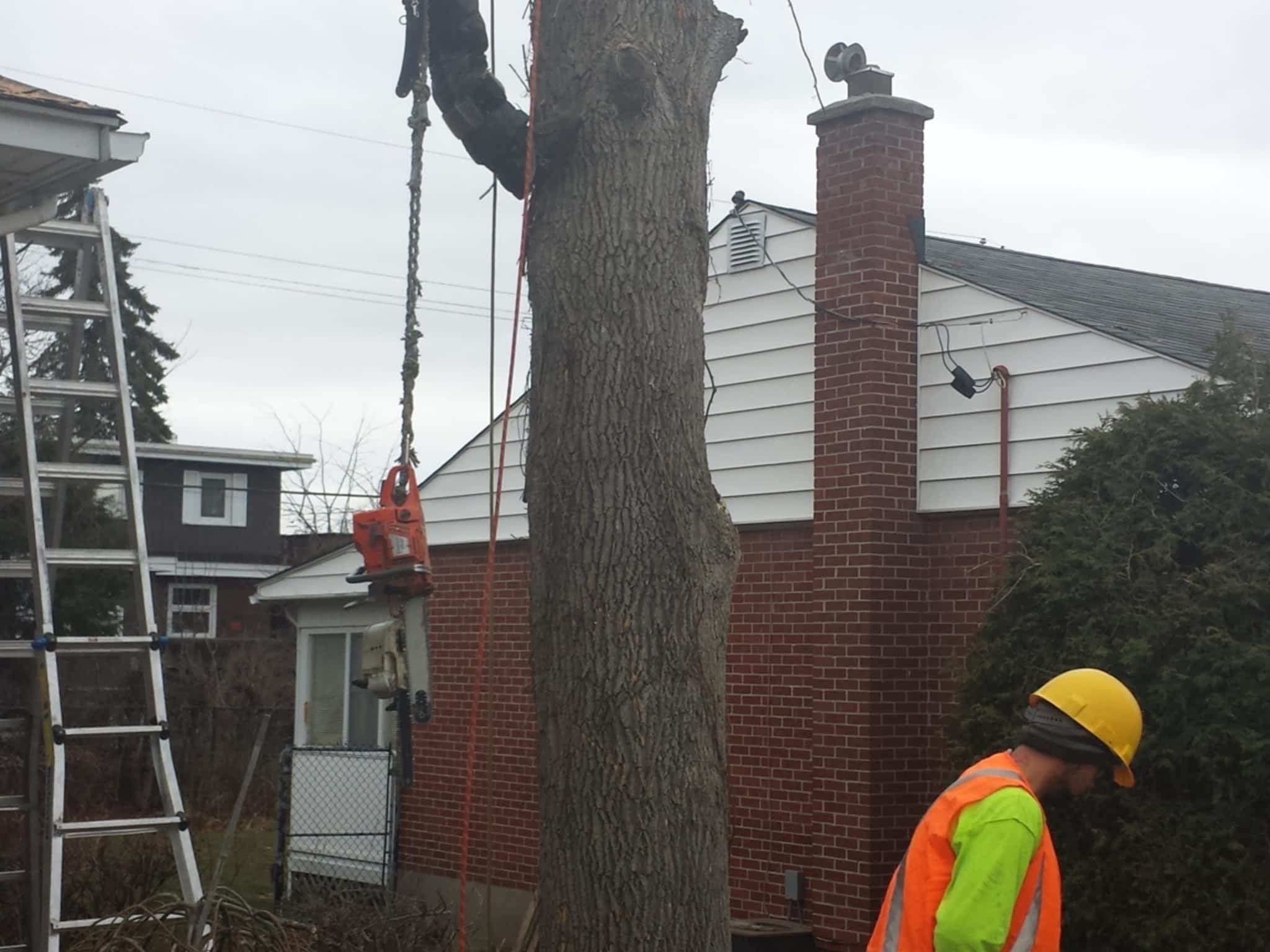 photo Ottawa Trimming & Tree Removal