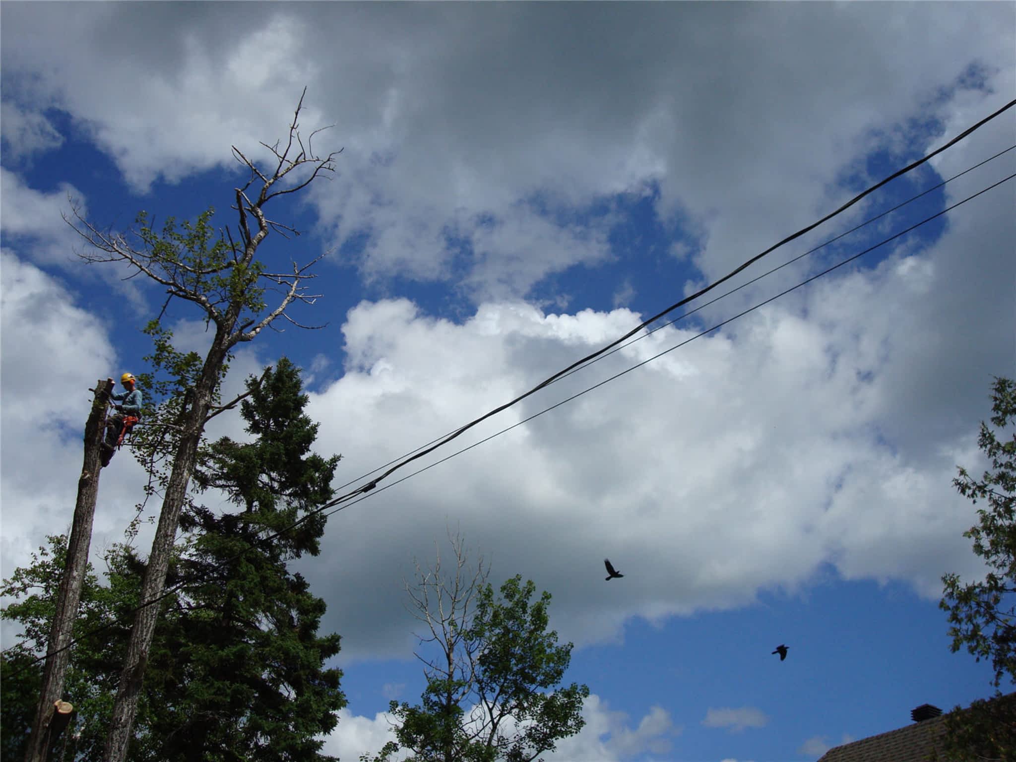 photo COOP de l'Arbre