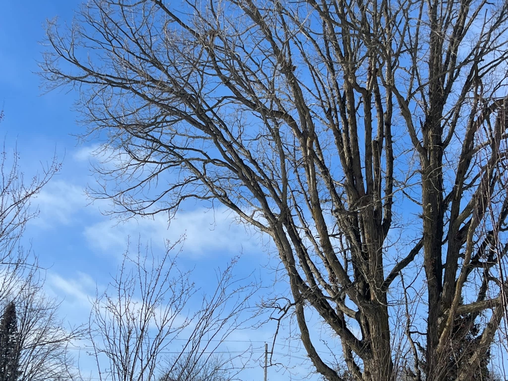 photo Juneau Tree Services