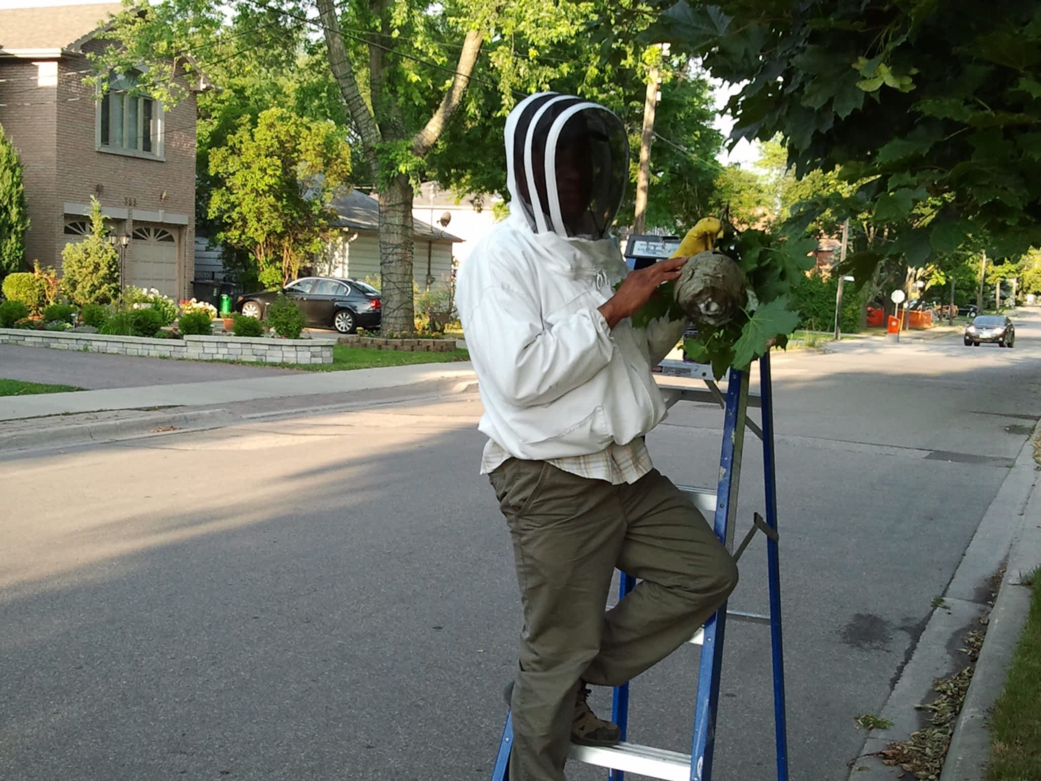 photo Affordable Pest Control & Bee Removal