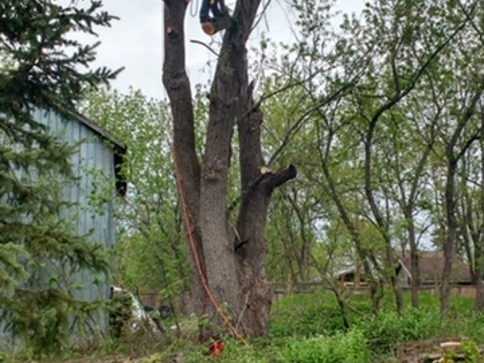 photo Deep Roots Quality Tree Services