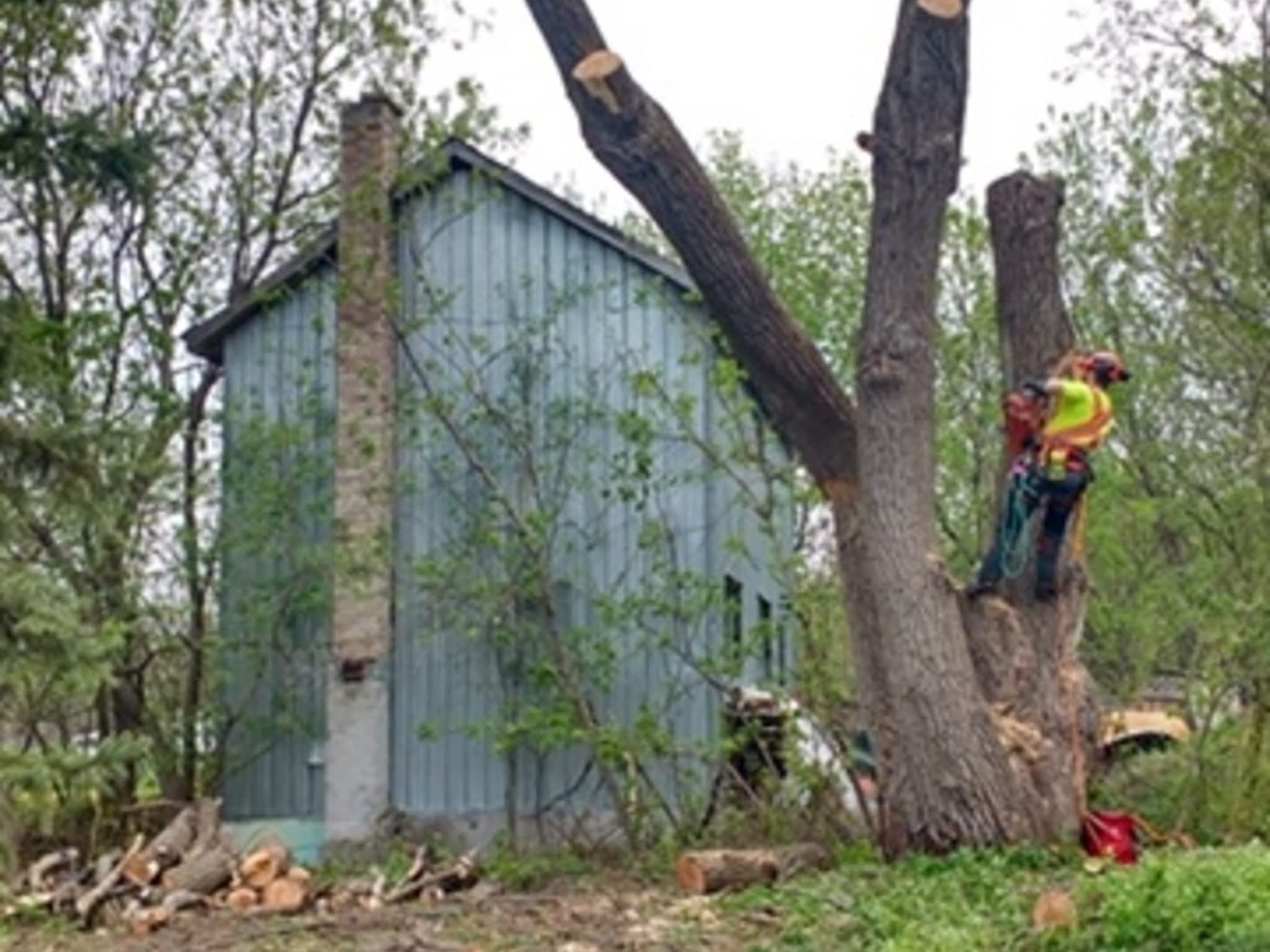 photo Deep Roots Quality Tree Services