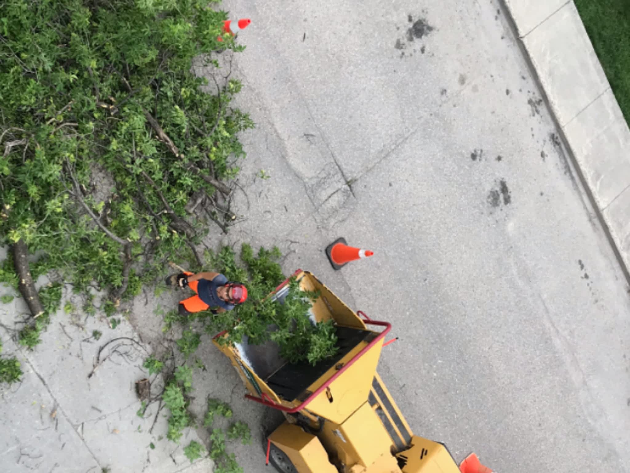 photo TEK Tree Service