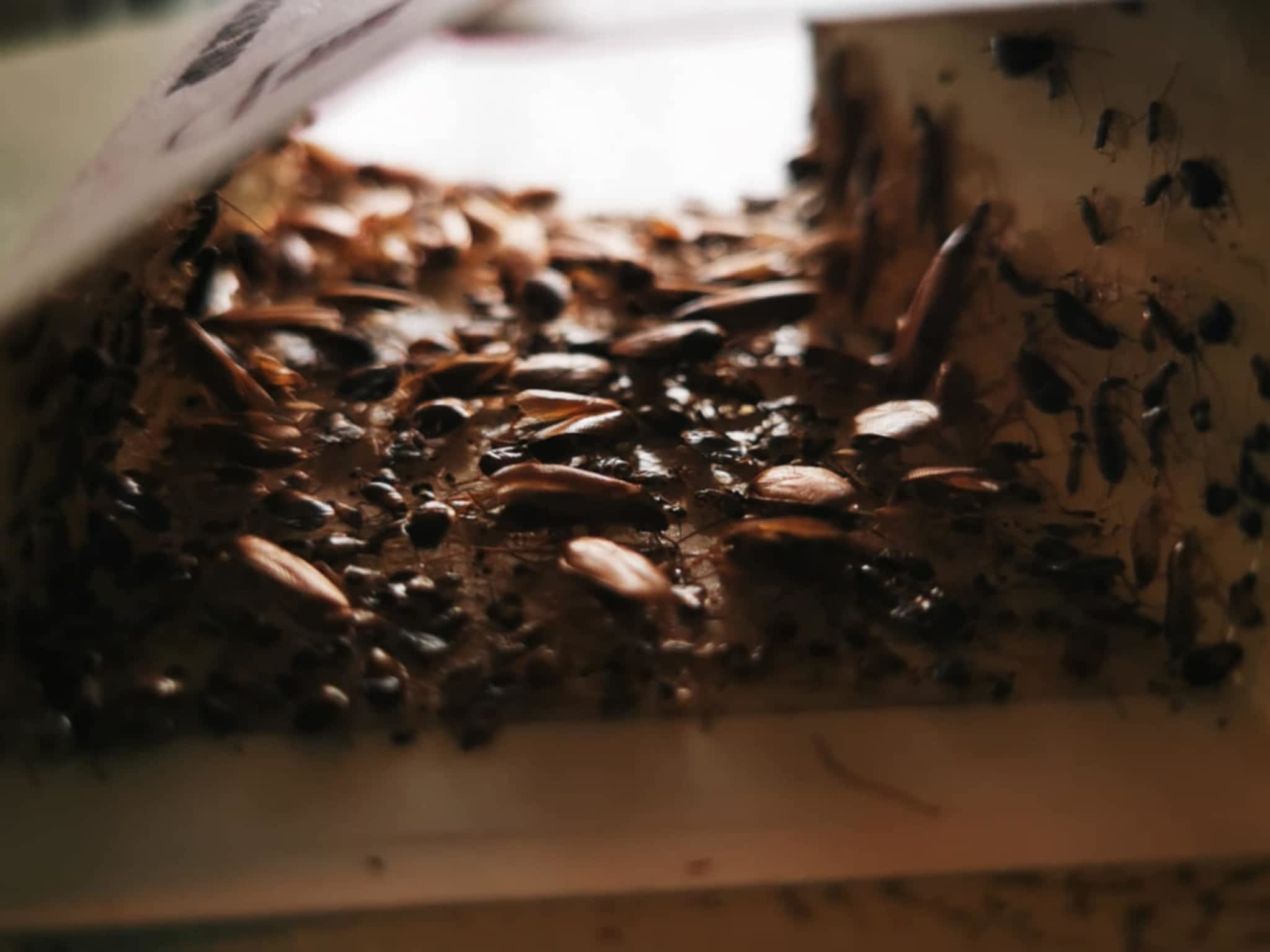 photo D Solution Extermination