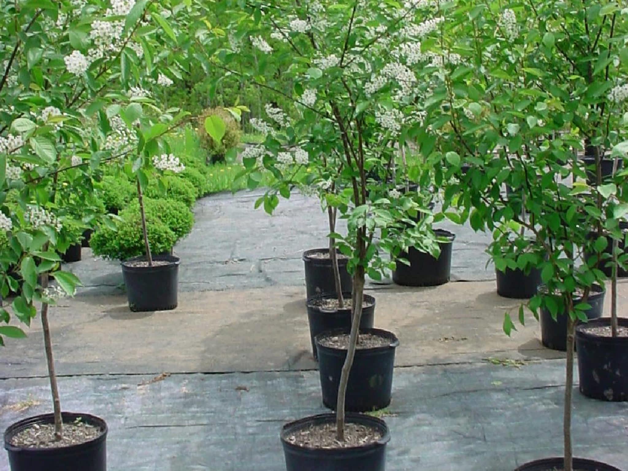 photo Pine View Nurseries