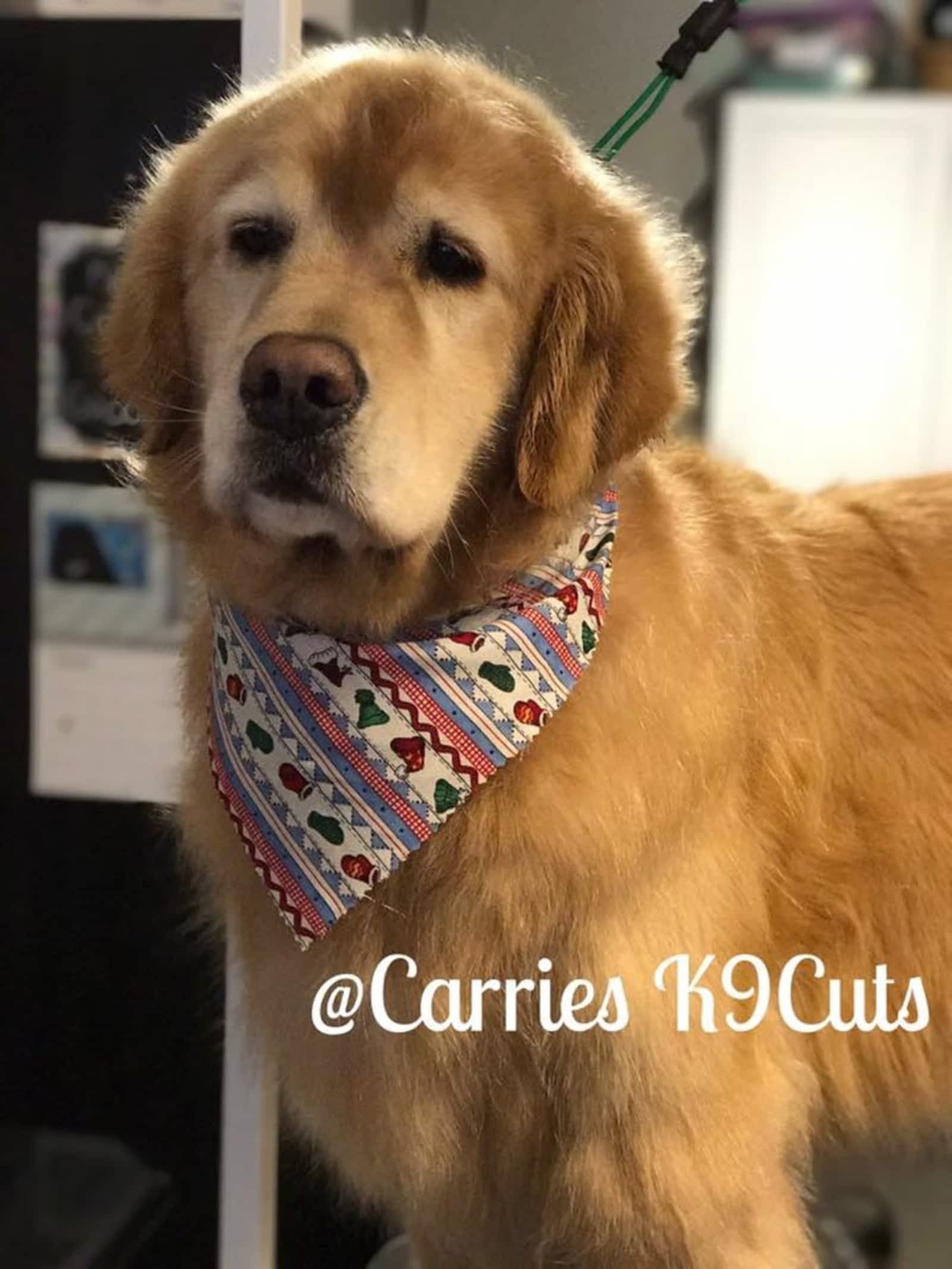 merrick senior dog food