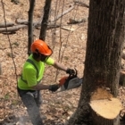 Hugo Arboriste - Service d'entretien d'arbres