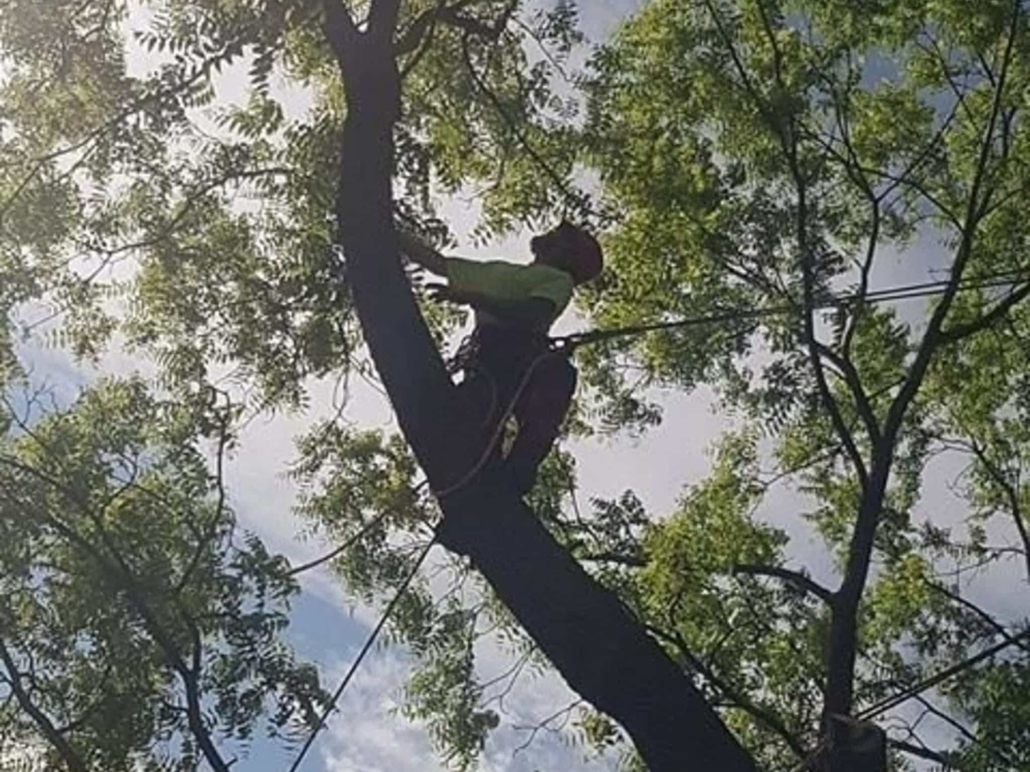 photo Wright's Tree Care