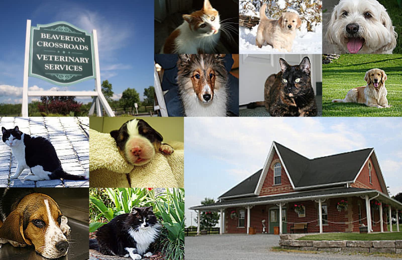 beaverton crossroads veterinary services professional corporation 1