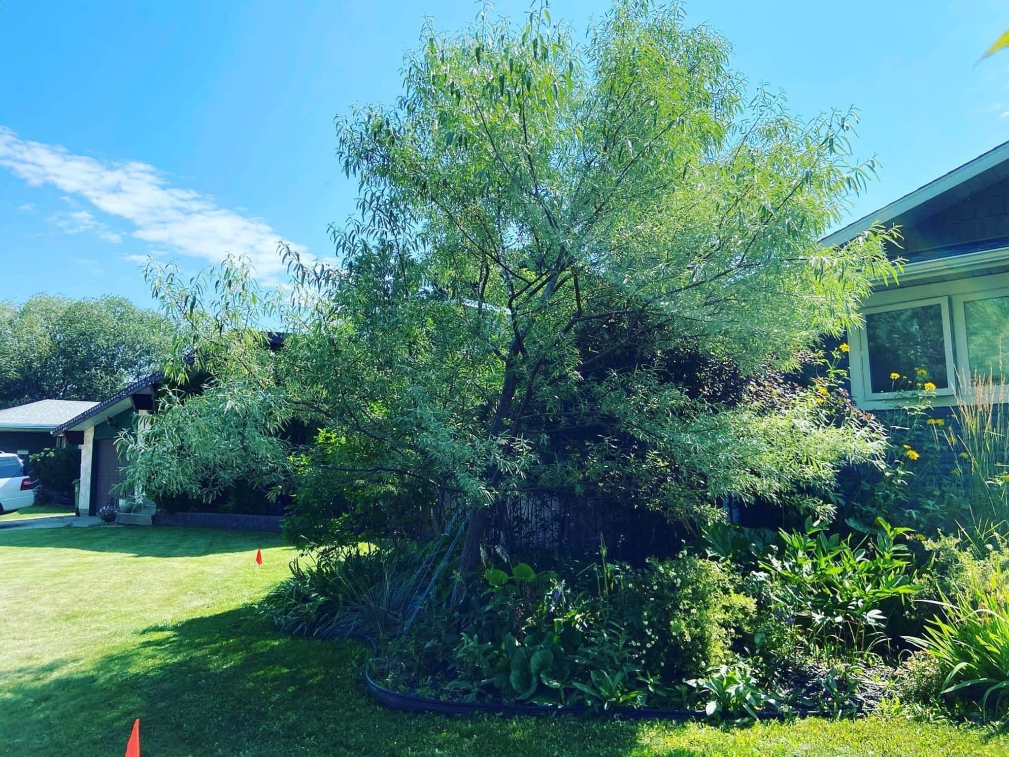 photo Mayday Tree Services