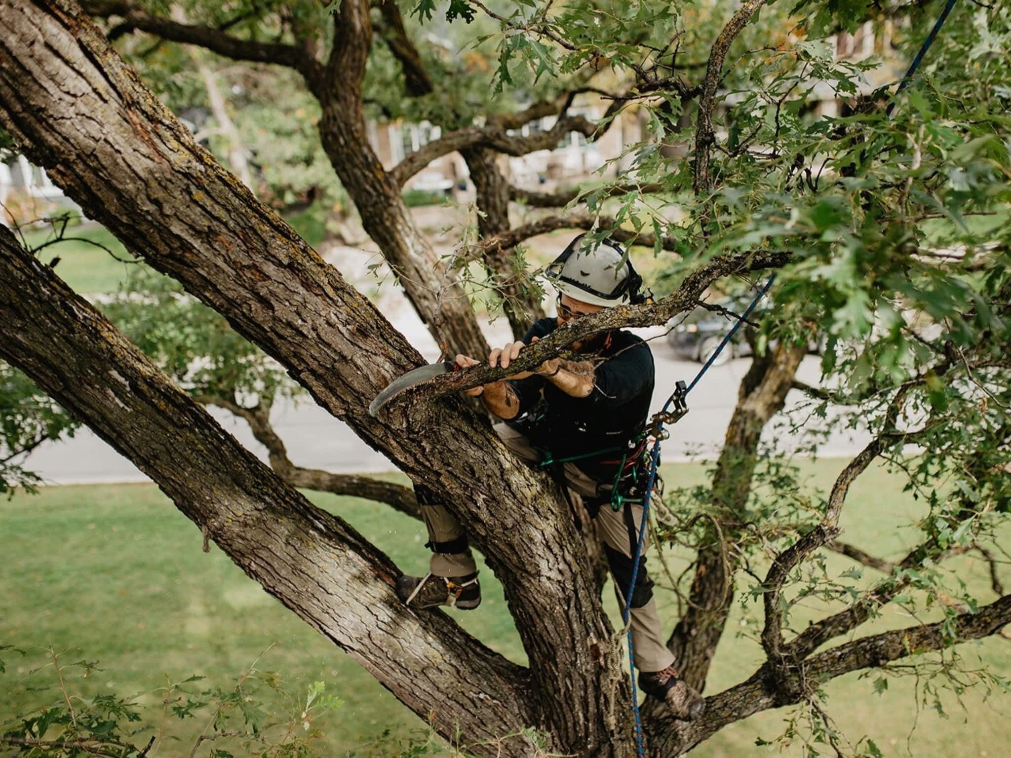 photo Boreal Tree Solutions