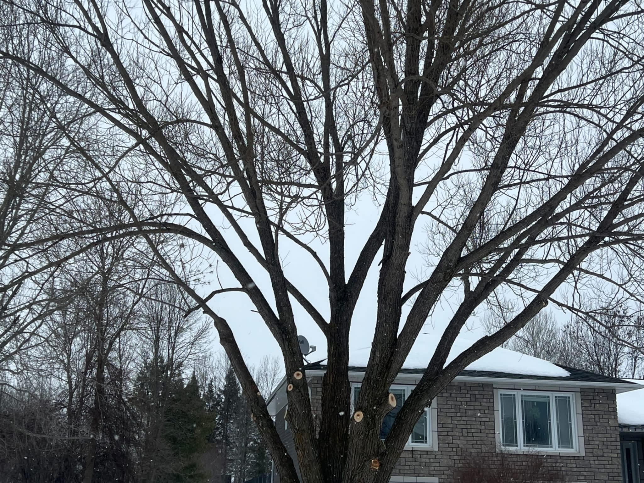 photo Juneau Tree Services