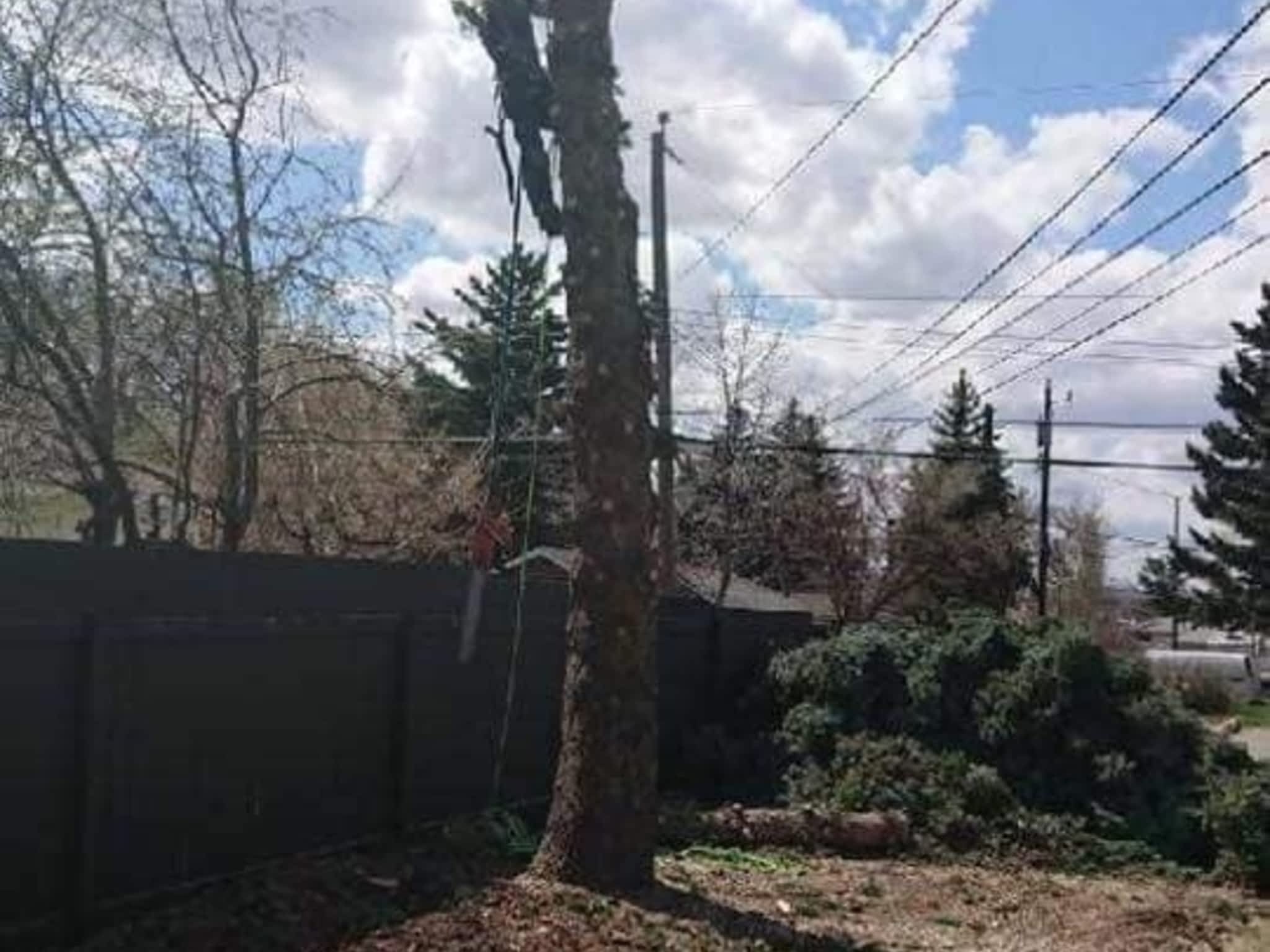 photo Wileys Tree Services