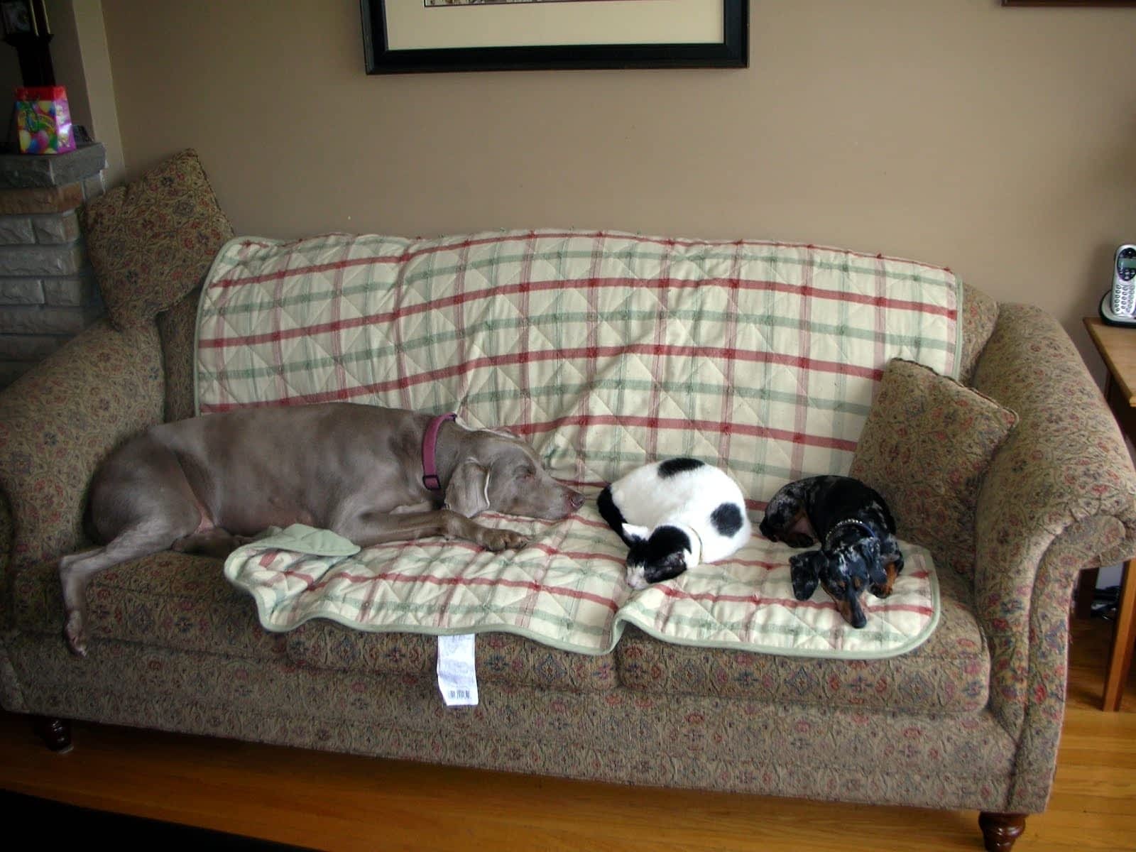 Creature Comforts Pet Services Opening Hours 296 Lakeshore Rd