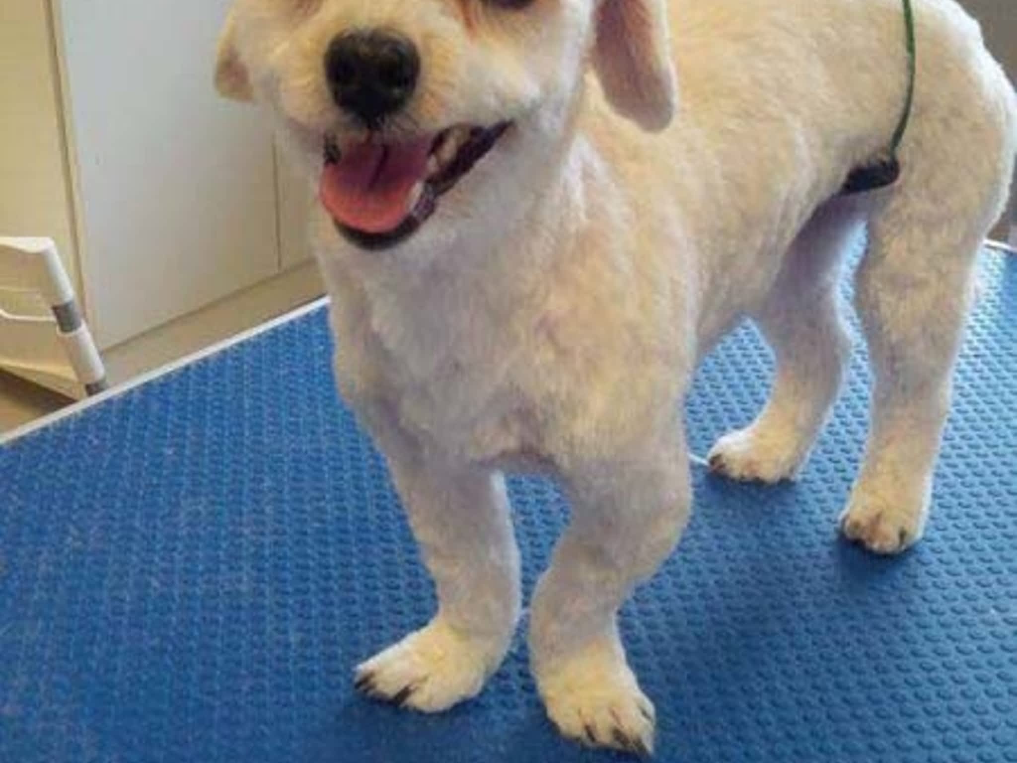 photo Tangles 2 Tame Dog Grooming