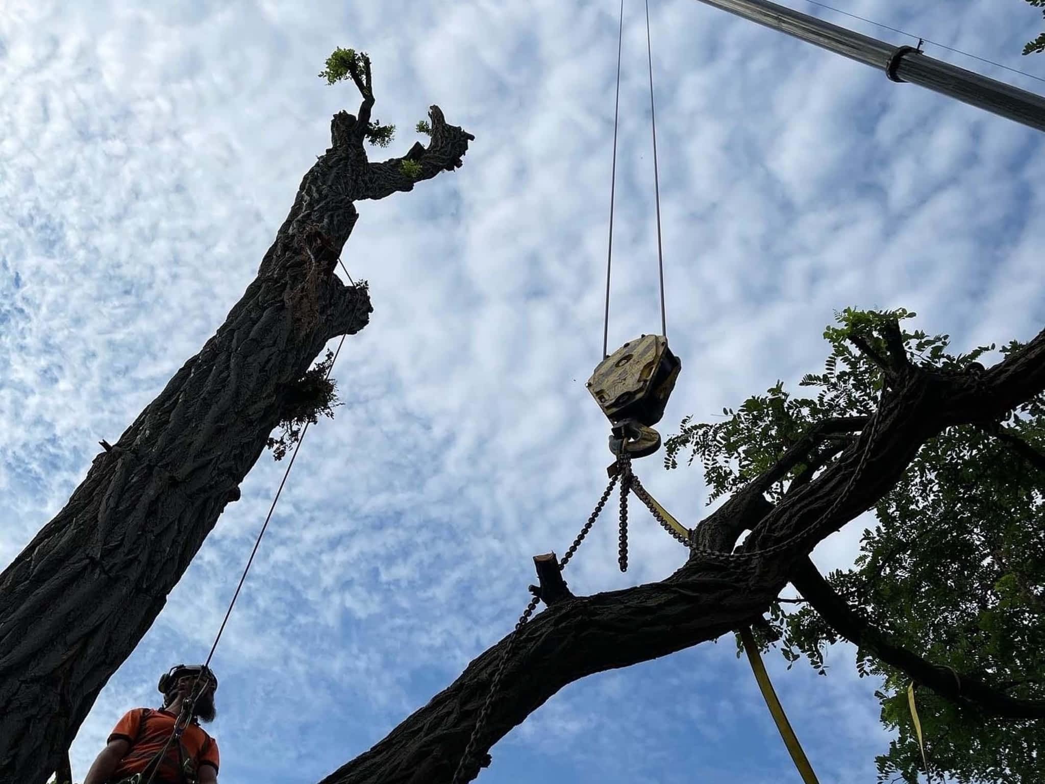 photo Vista Tree Management