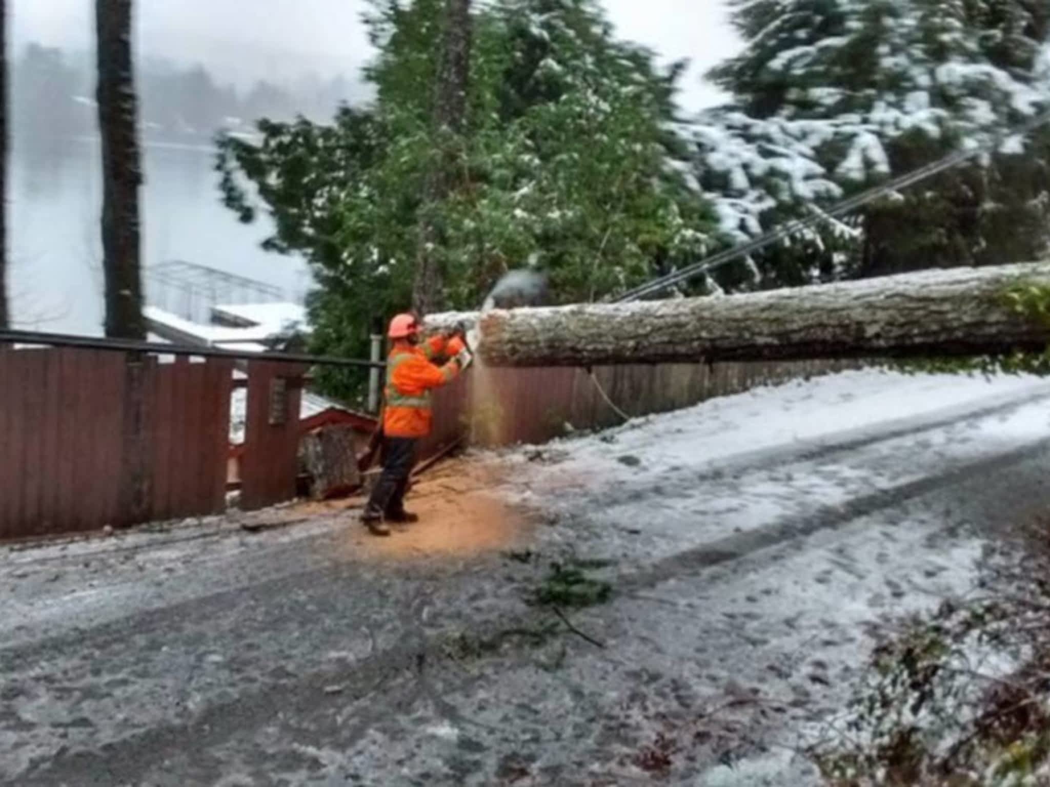 photo Libra Tree Services Ltd