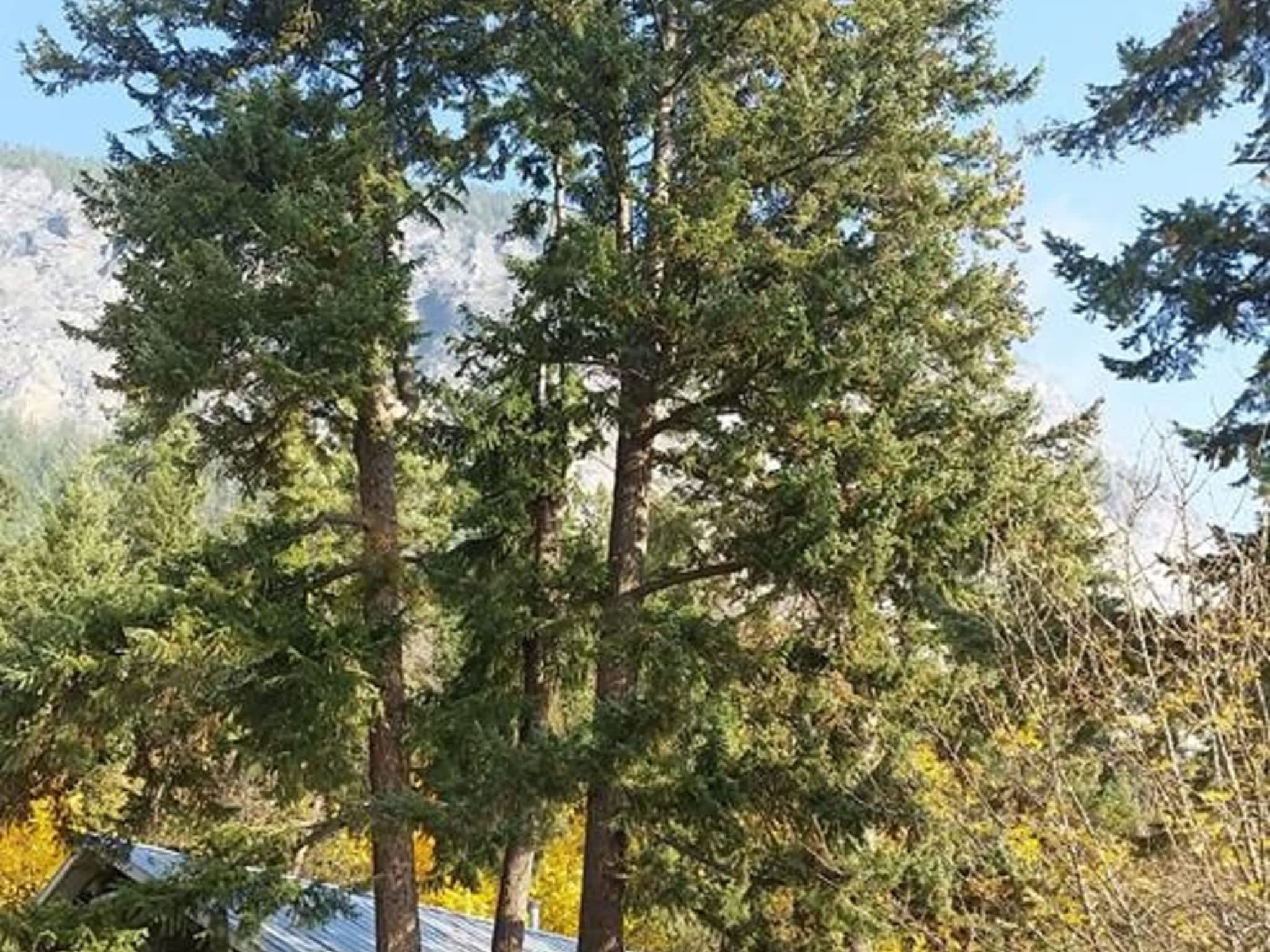 photo Progressive Tree Service