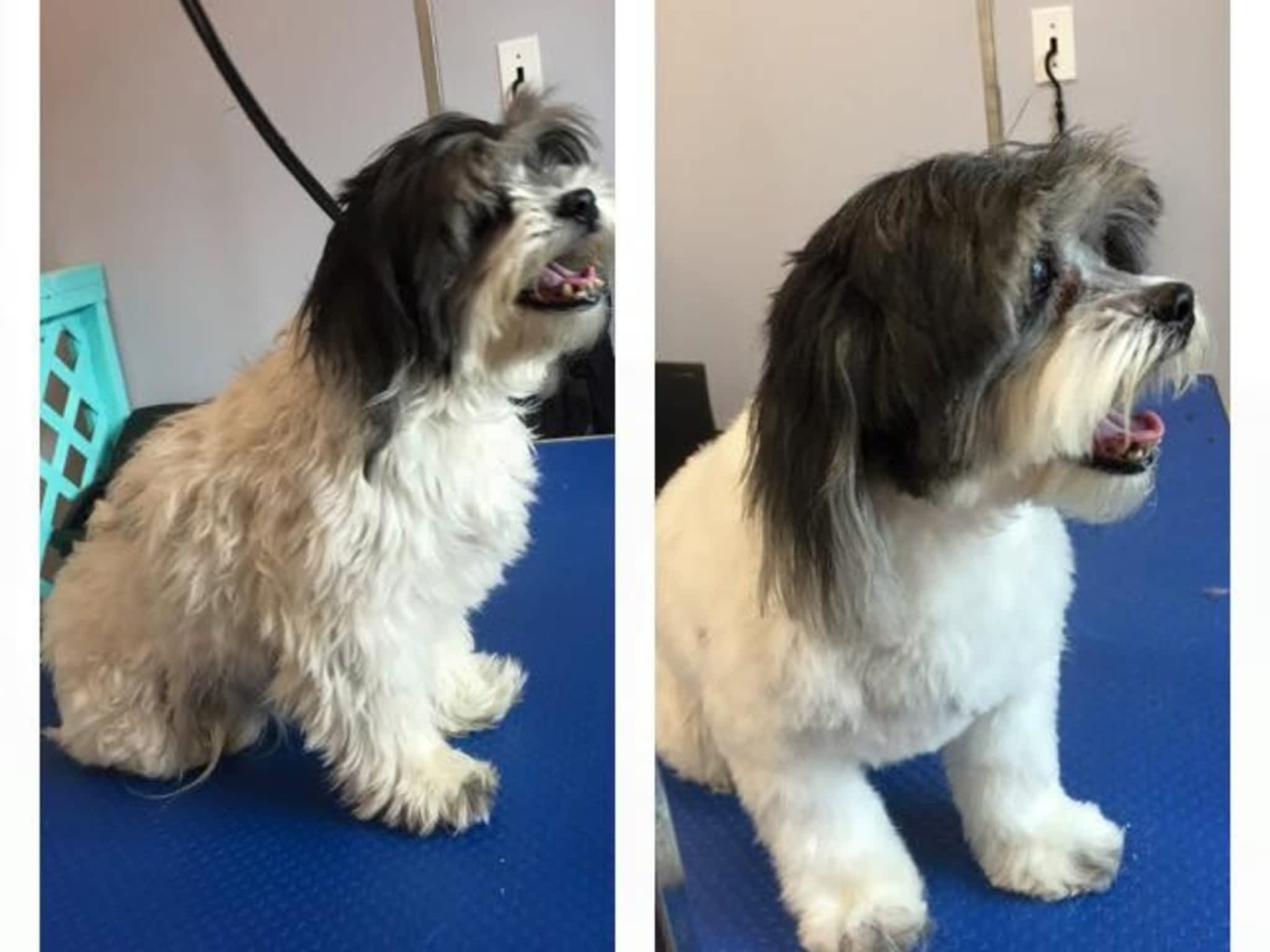 photo Wizard of Pawz Dog Grooming
