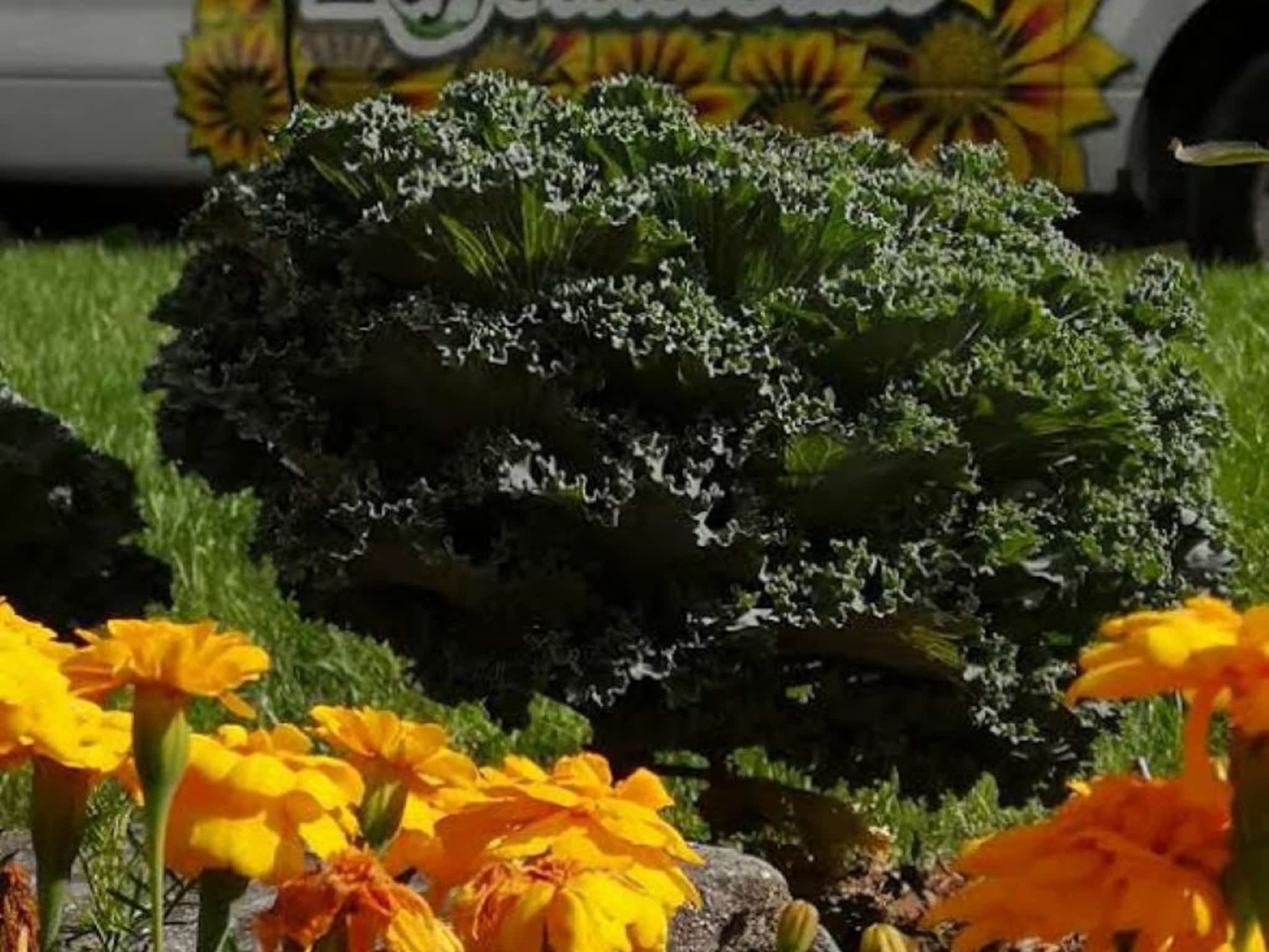 photo L'Effeuilleuse