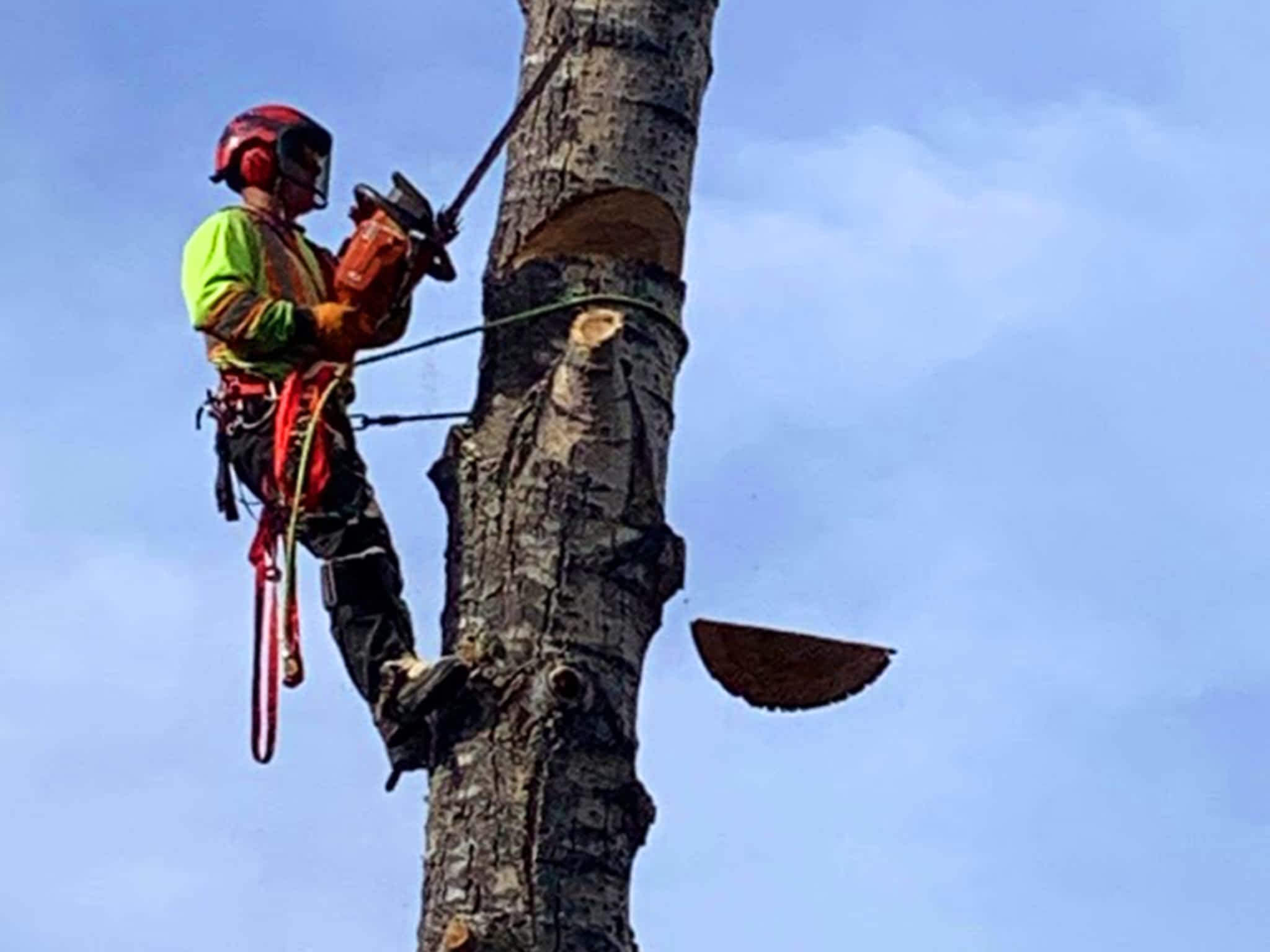 photo Ricks Tree Removal