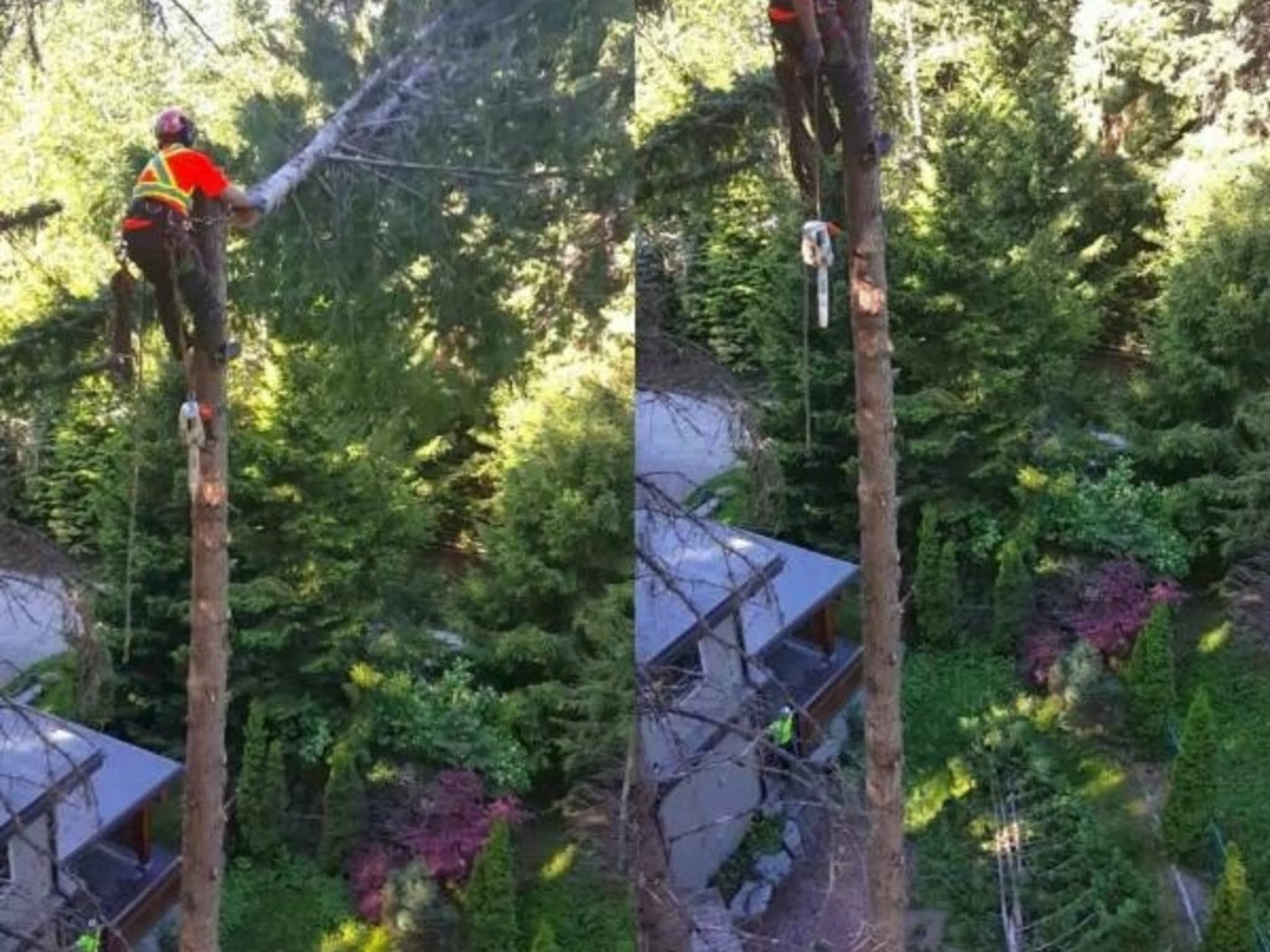 photo Windfirm Tree Services