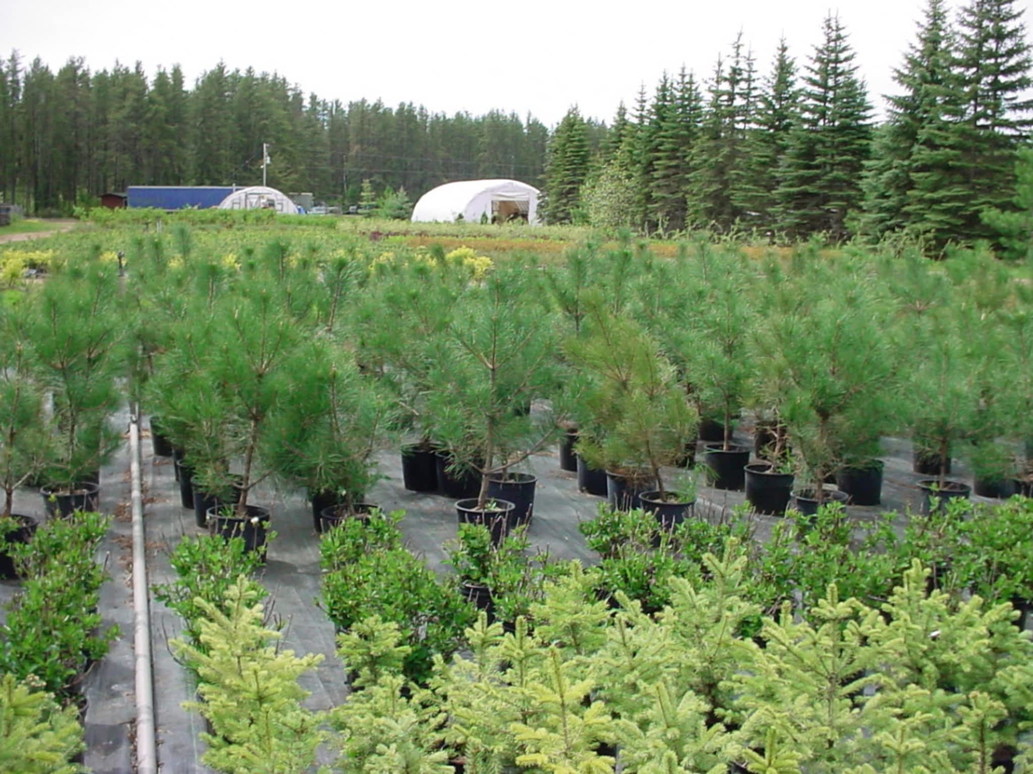 photo Pine View Nurseries