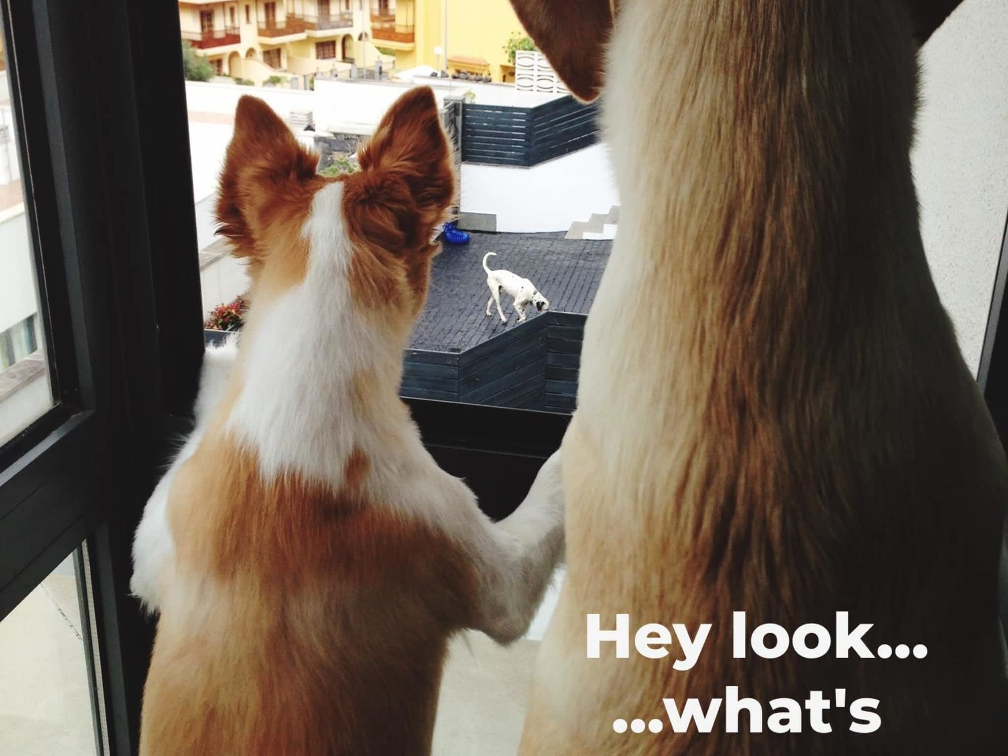 photo The Local Window Guy