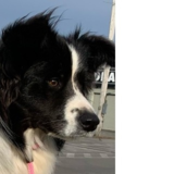 Voir le profil de Hollowshot Border Collies - Toronto