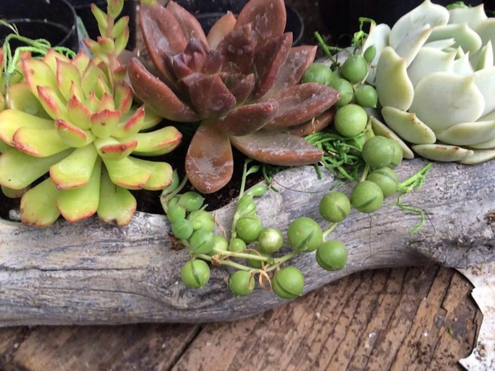 photo Petals & Presents