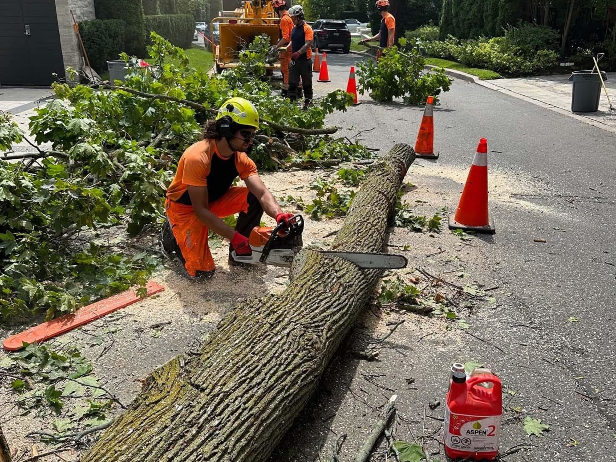 photo Vista Tree Management