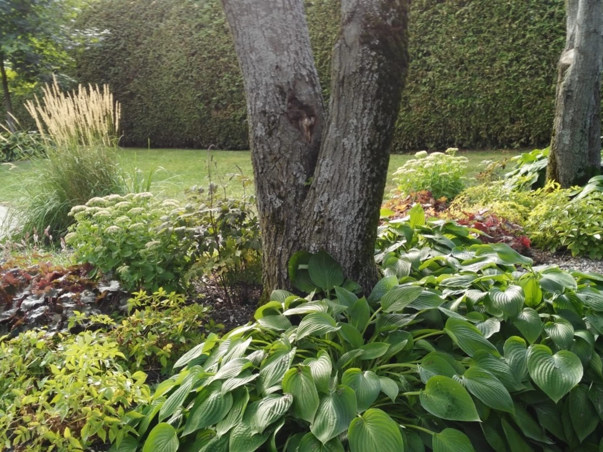 photo L'Effeuilleuse