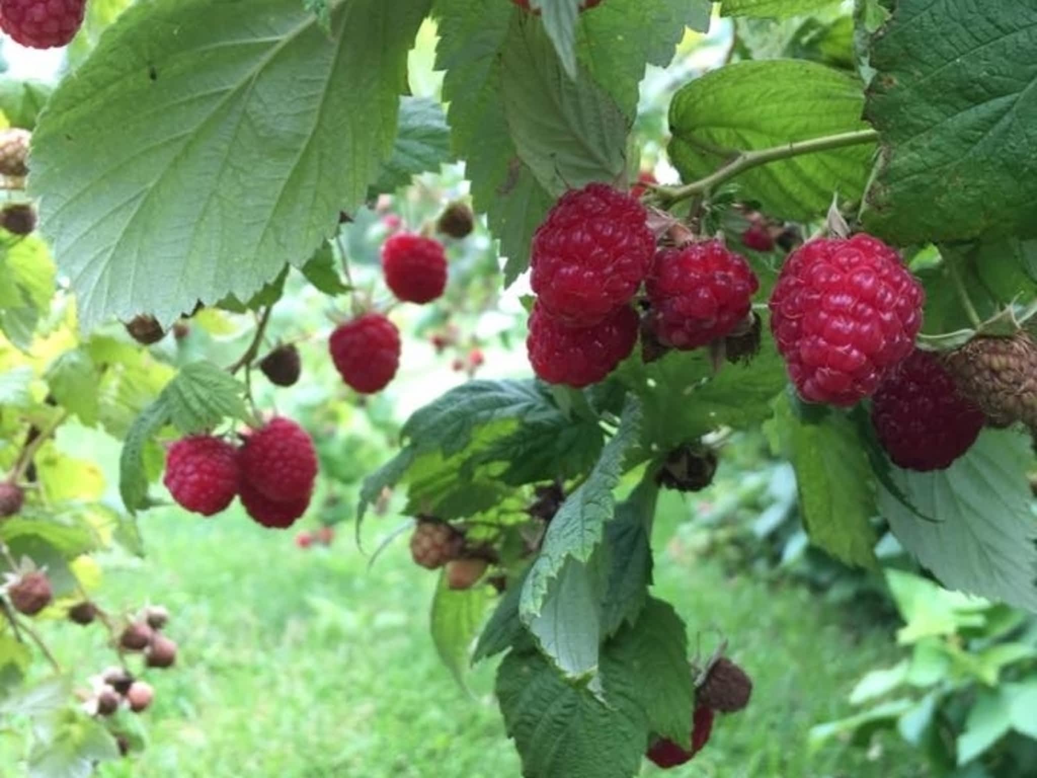 photo Le Potager Gauvin Inc