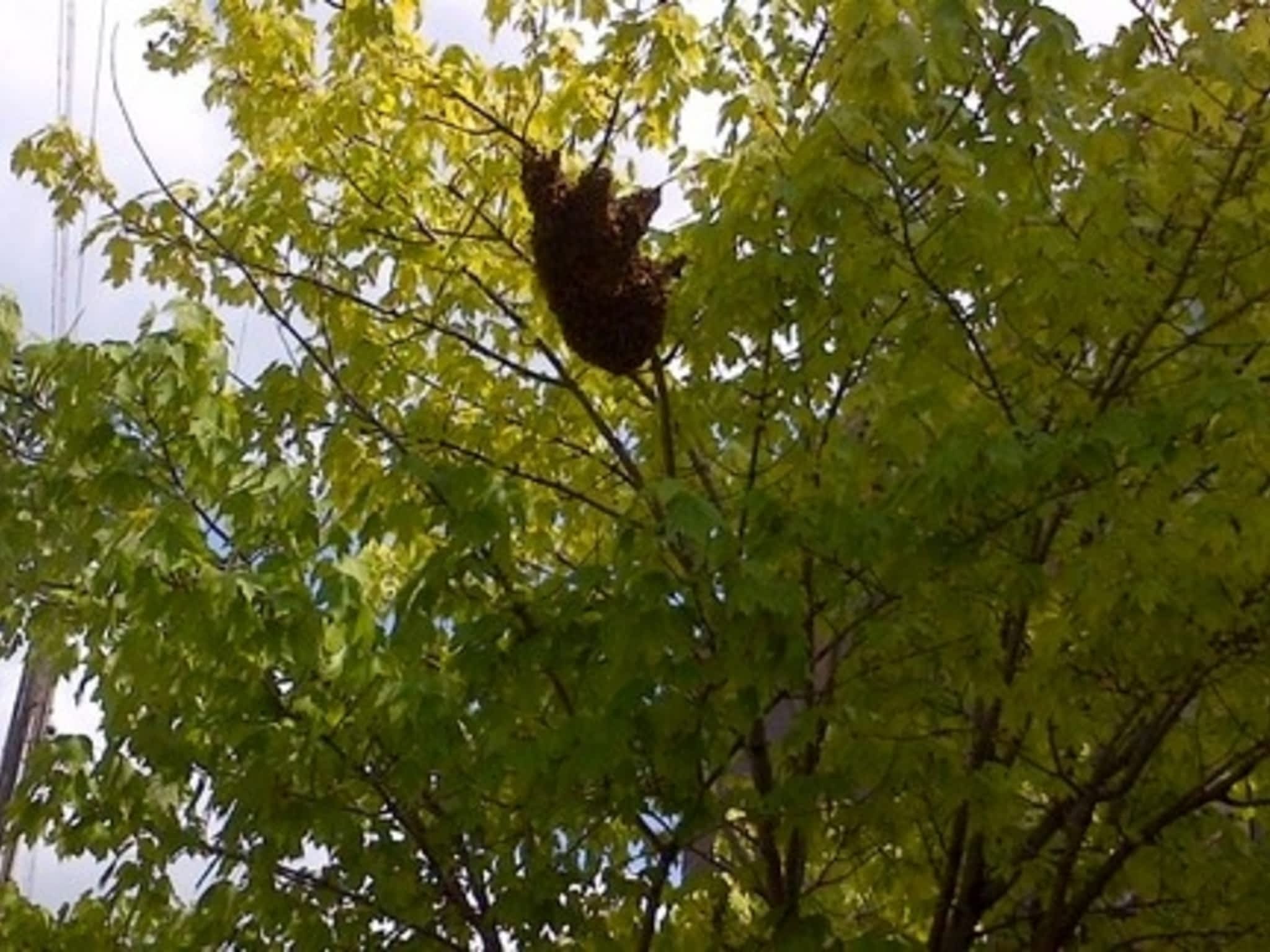 photo RATLAB Exterminators