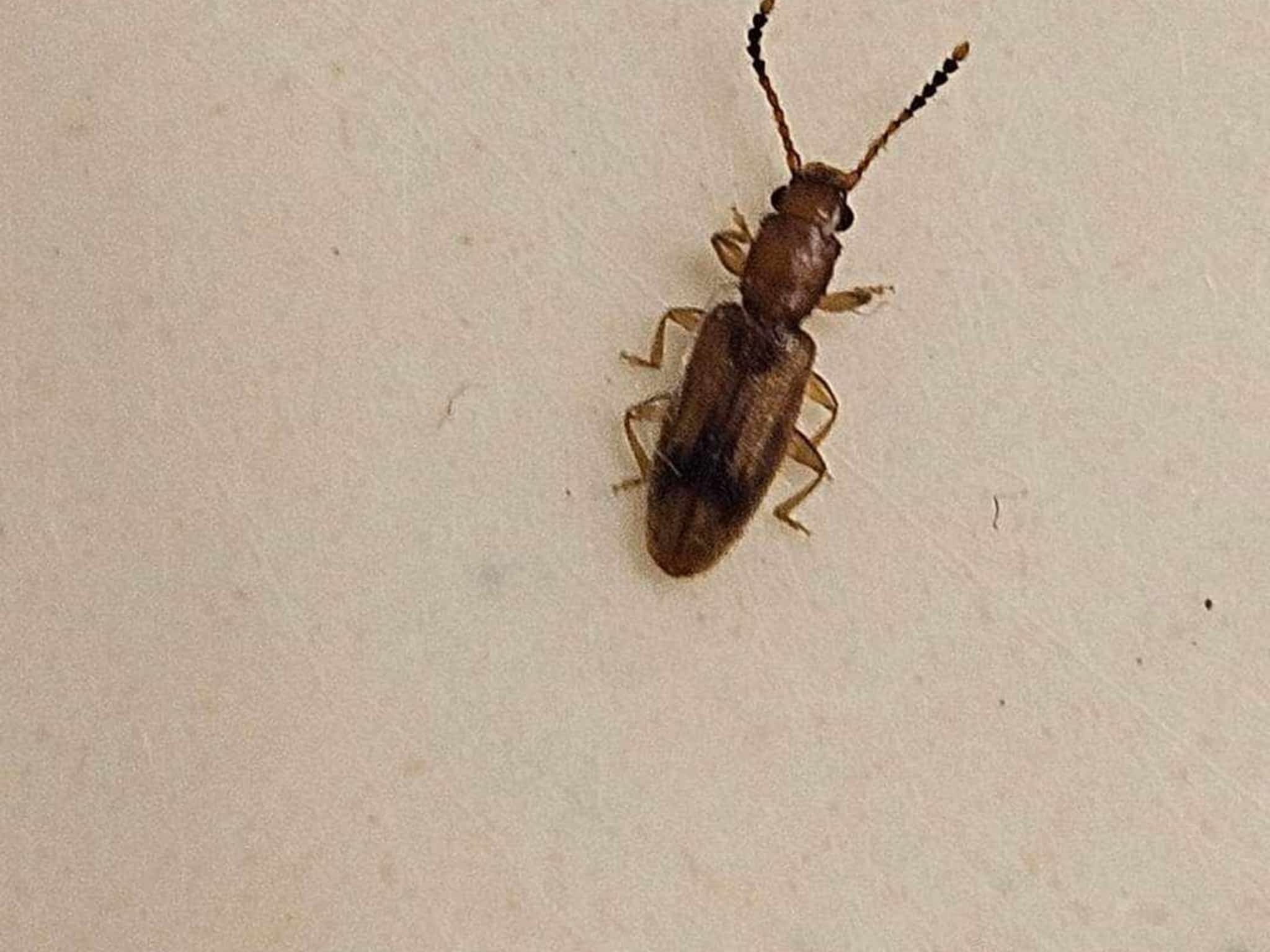 photo D Solution Extermination