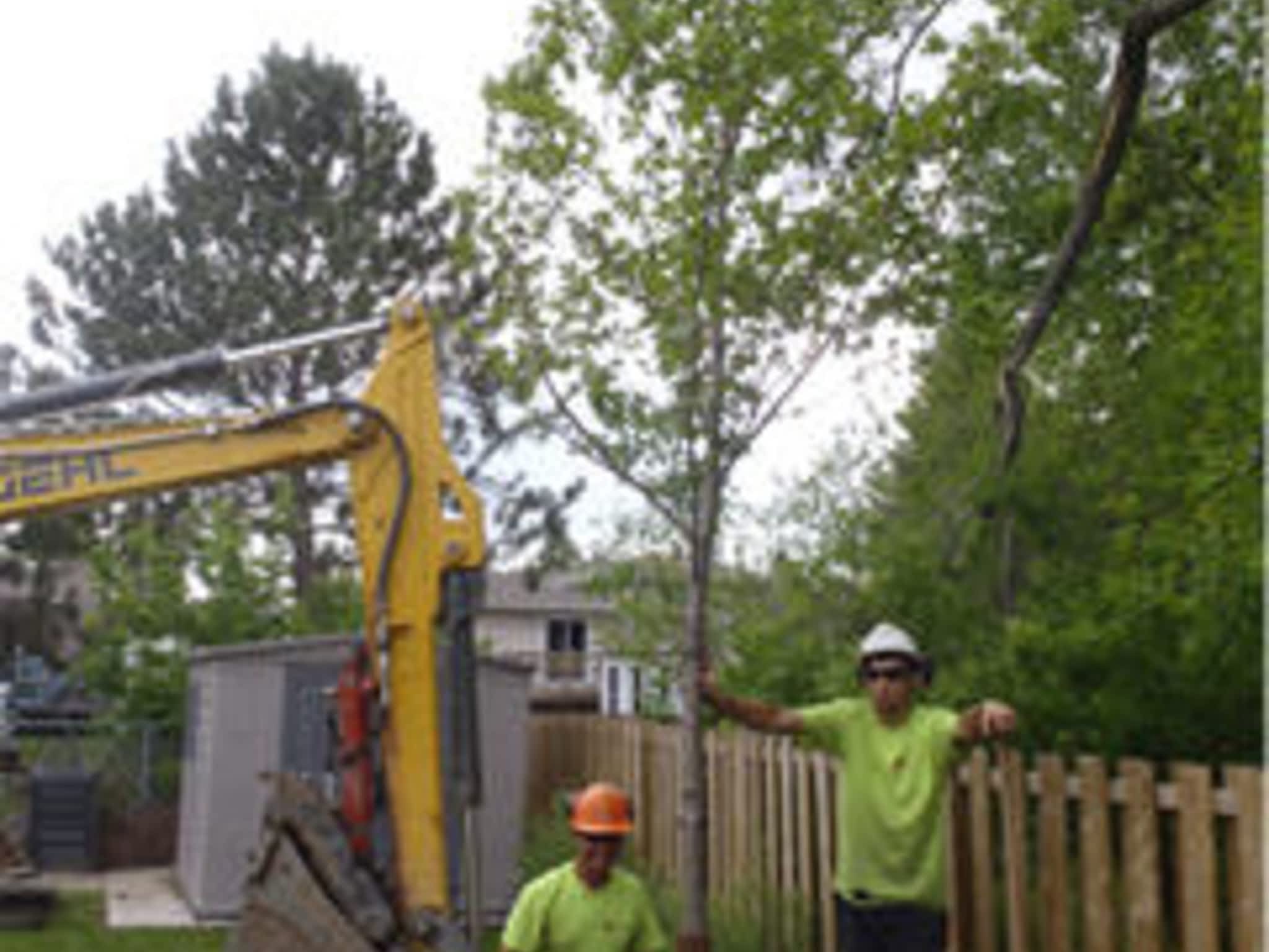 photo Arborworks Tree Service