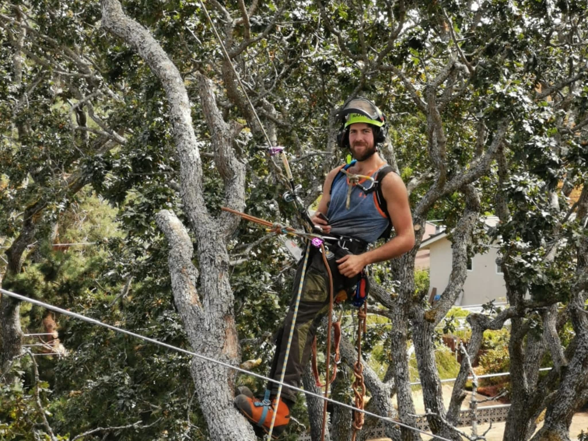 photo Evergreen Tree Service