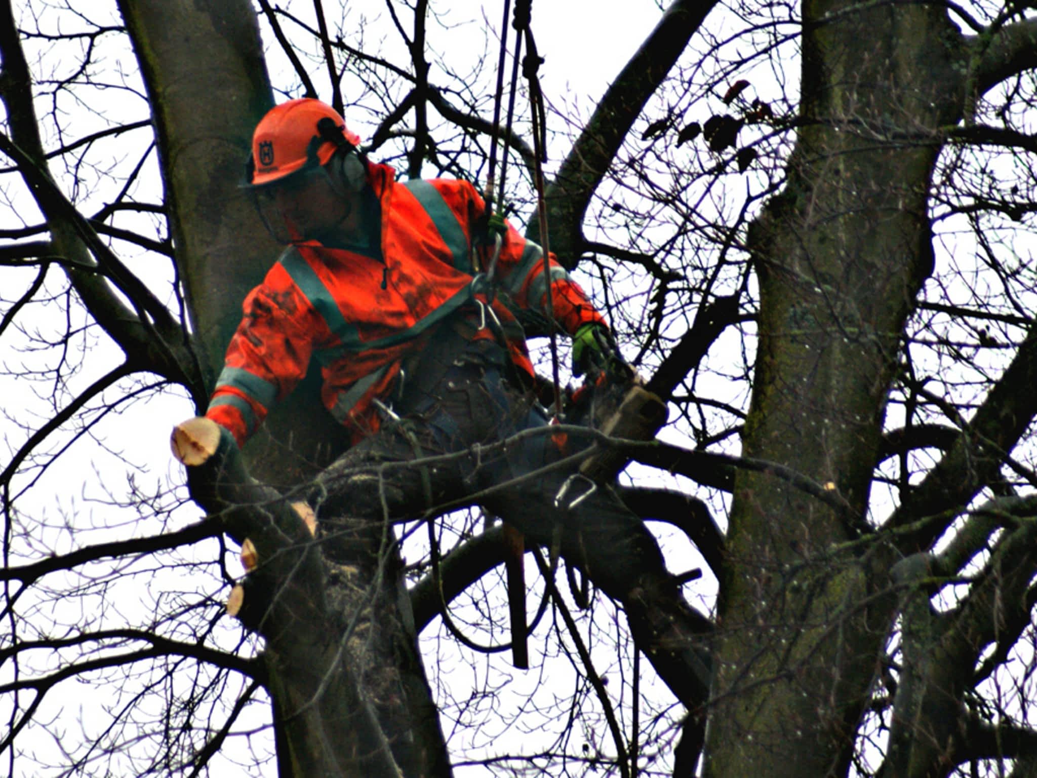 photo Beaver Tree Service