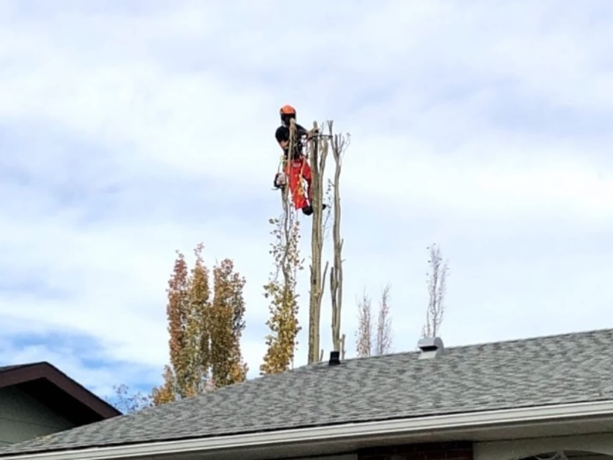 photo Elevated Tree Removal